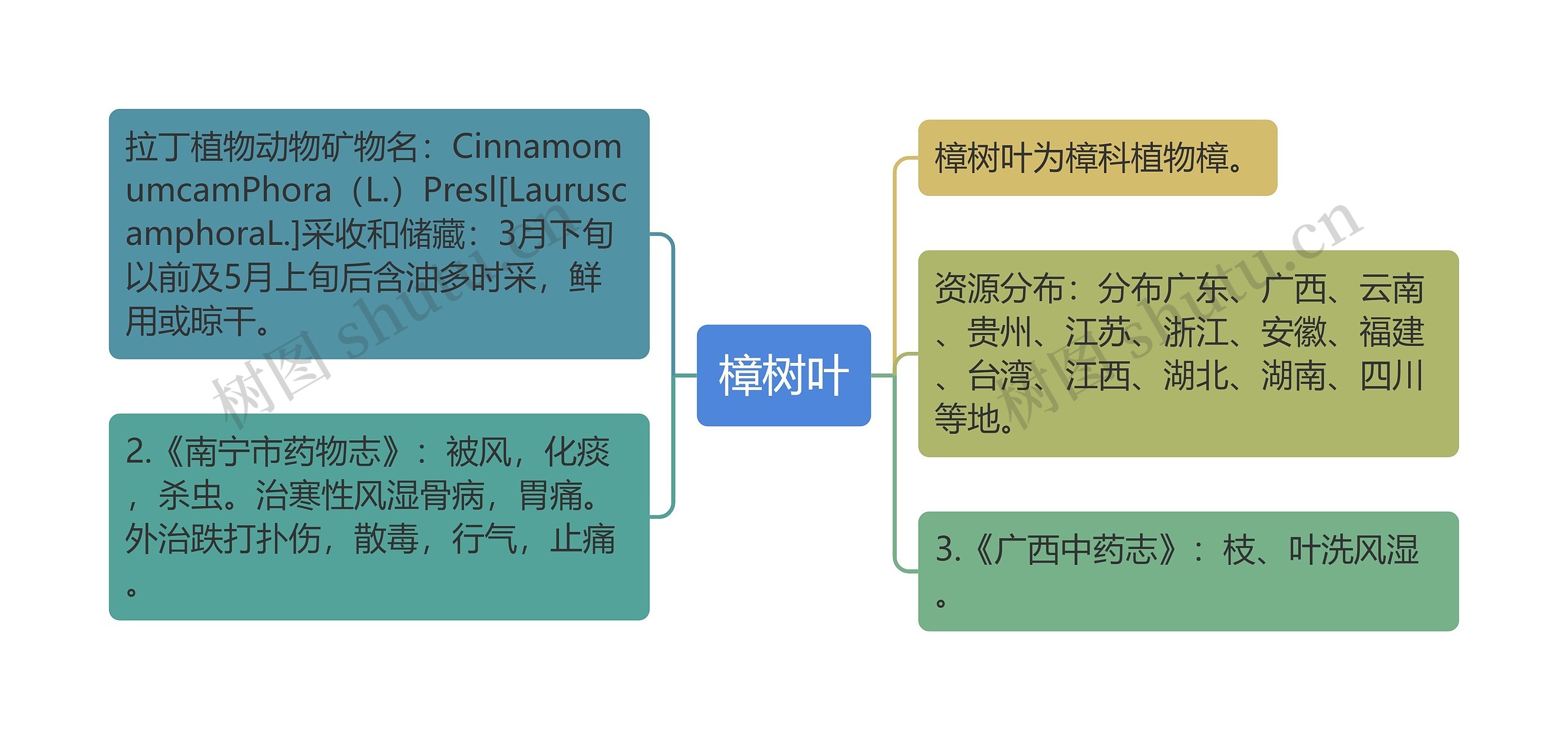 樟树叶