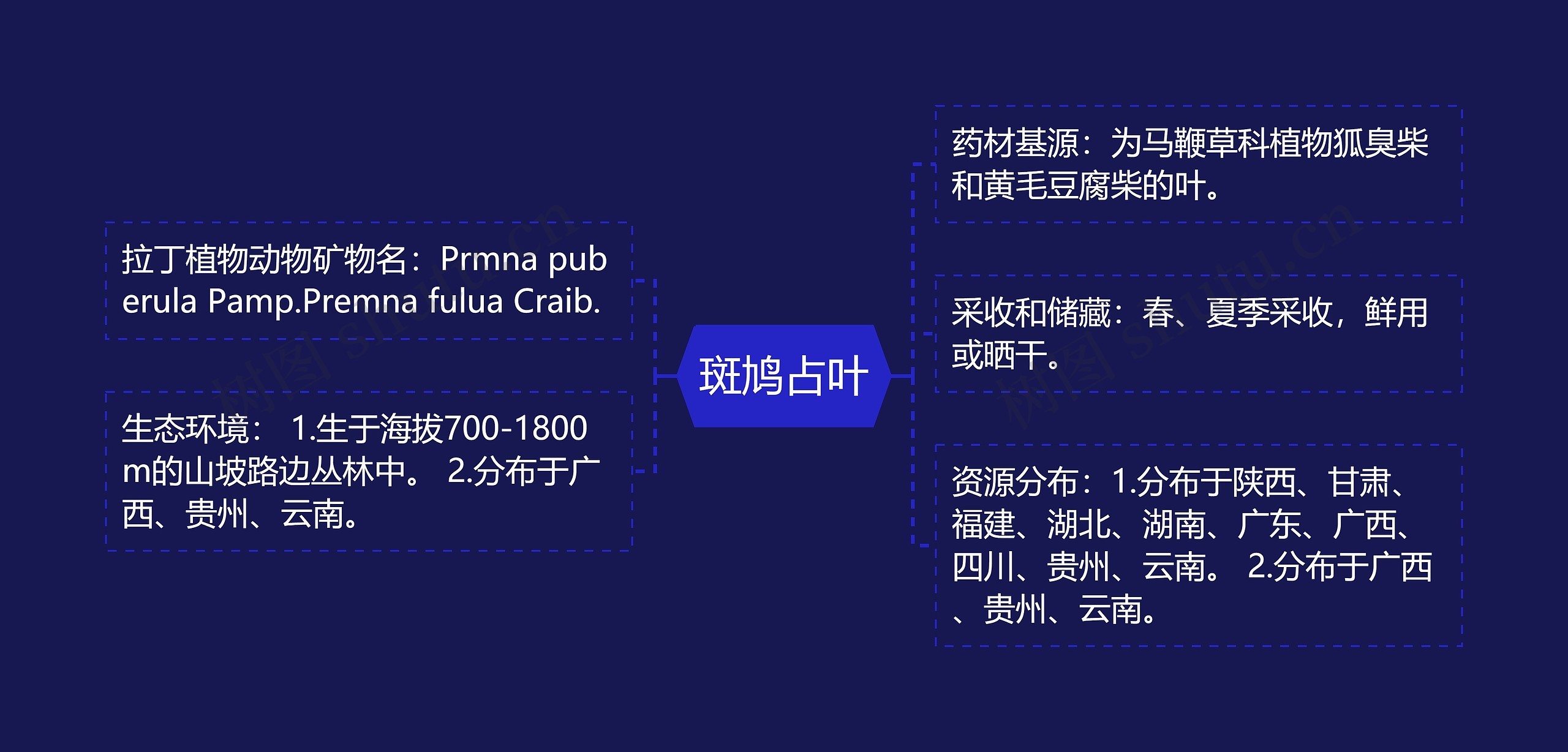 斑鸠占叶思维导图