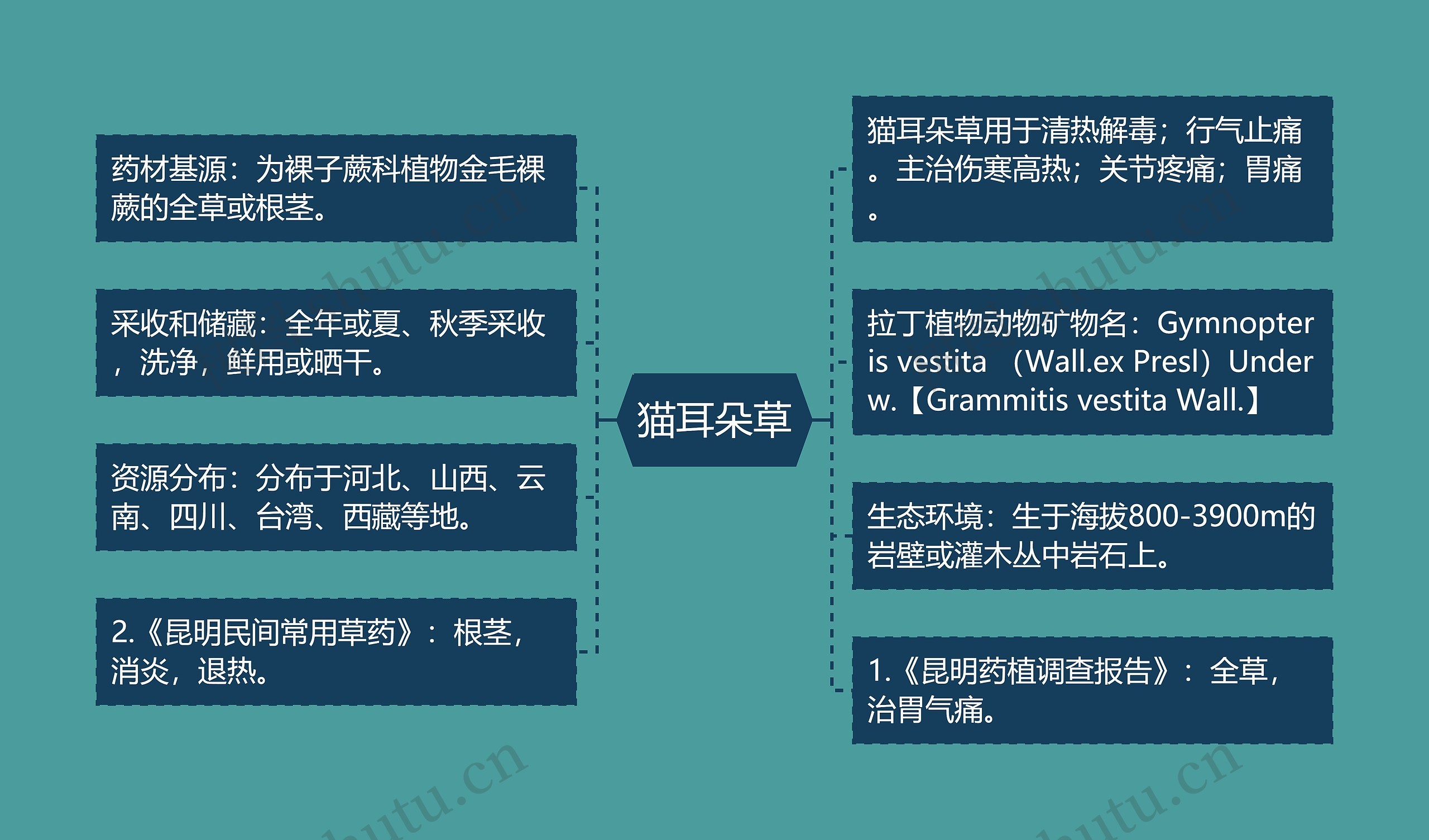 猫耳朵草思维导图