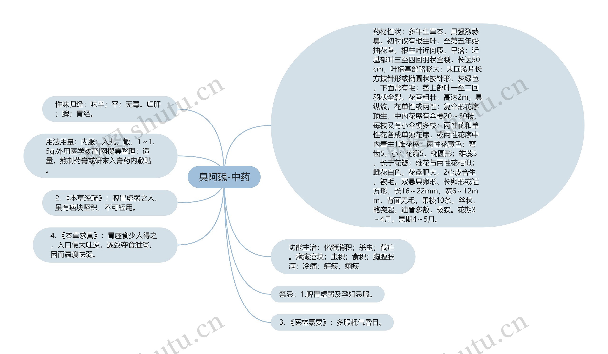 臭阿魏-中药思维导图