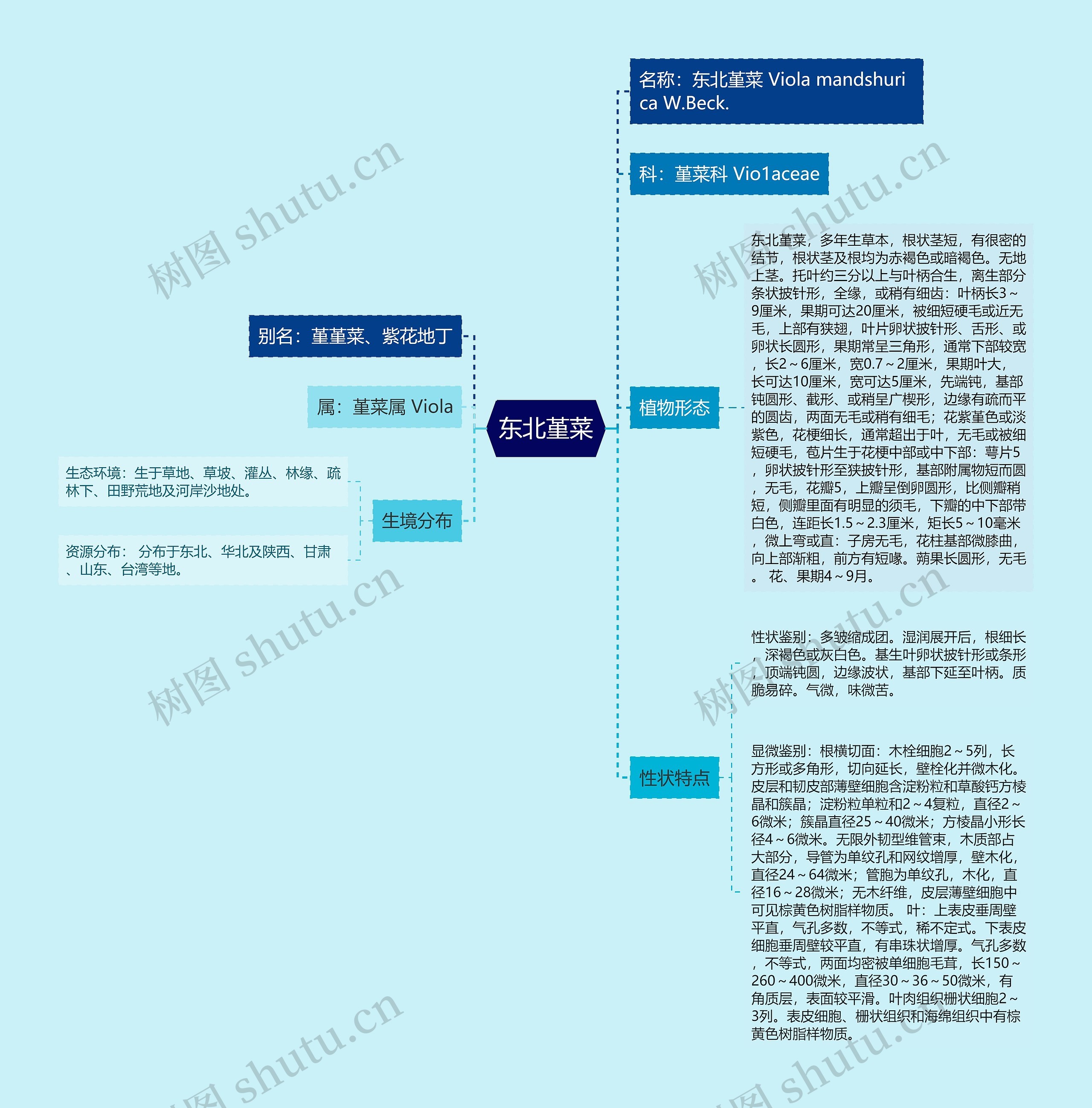 东北堇菜思维导图