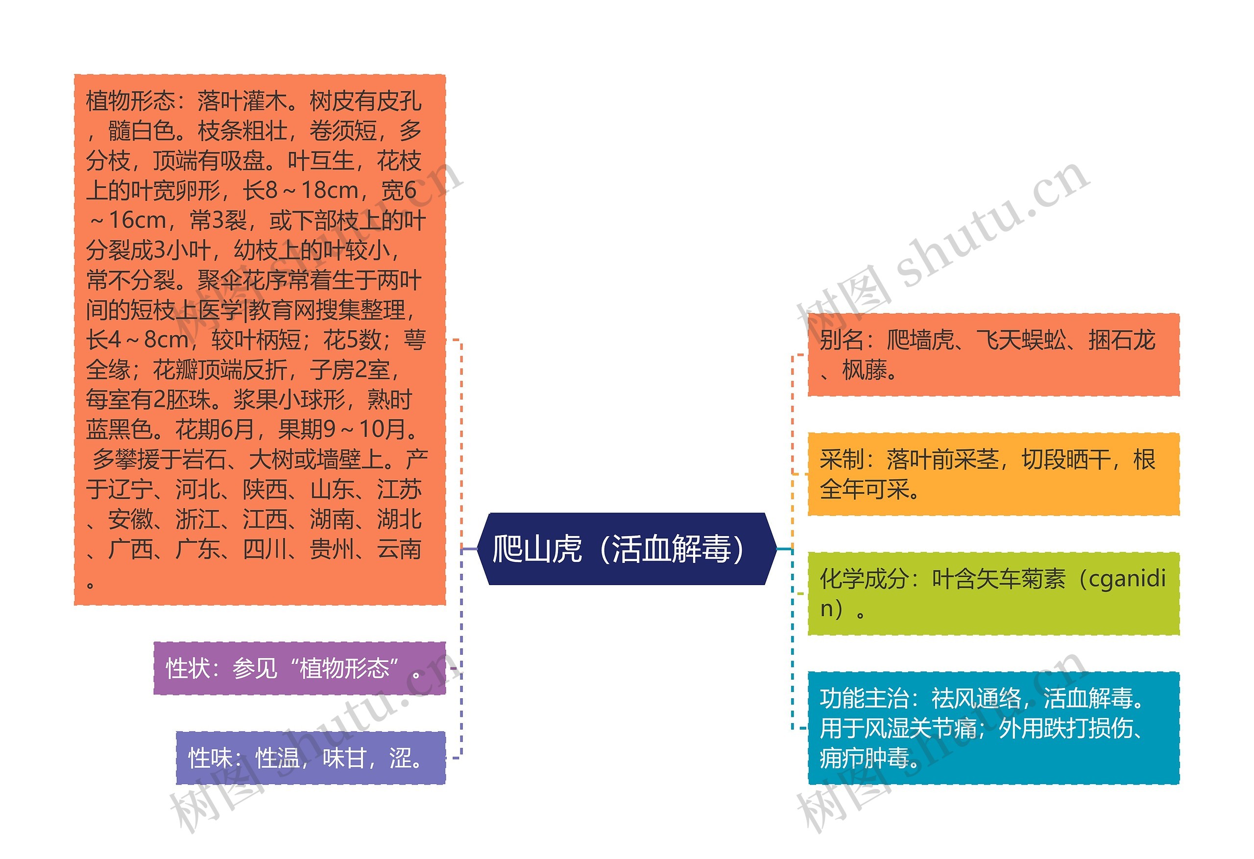 爬山虎（活血解毒）思维导图