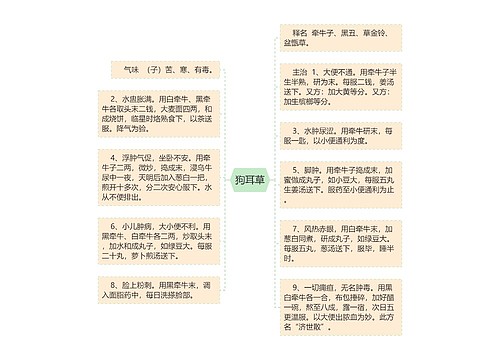 狗耳草