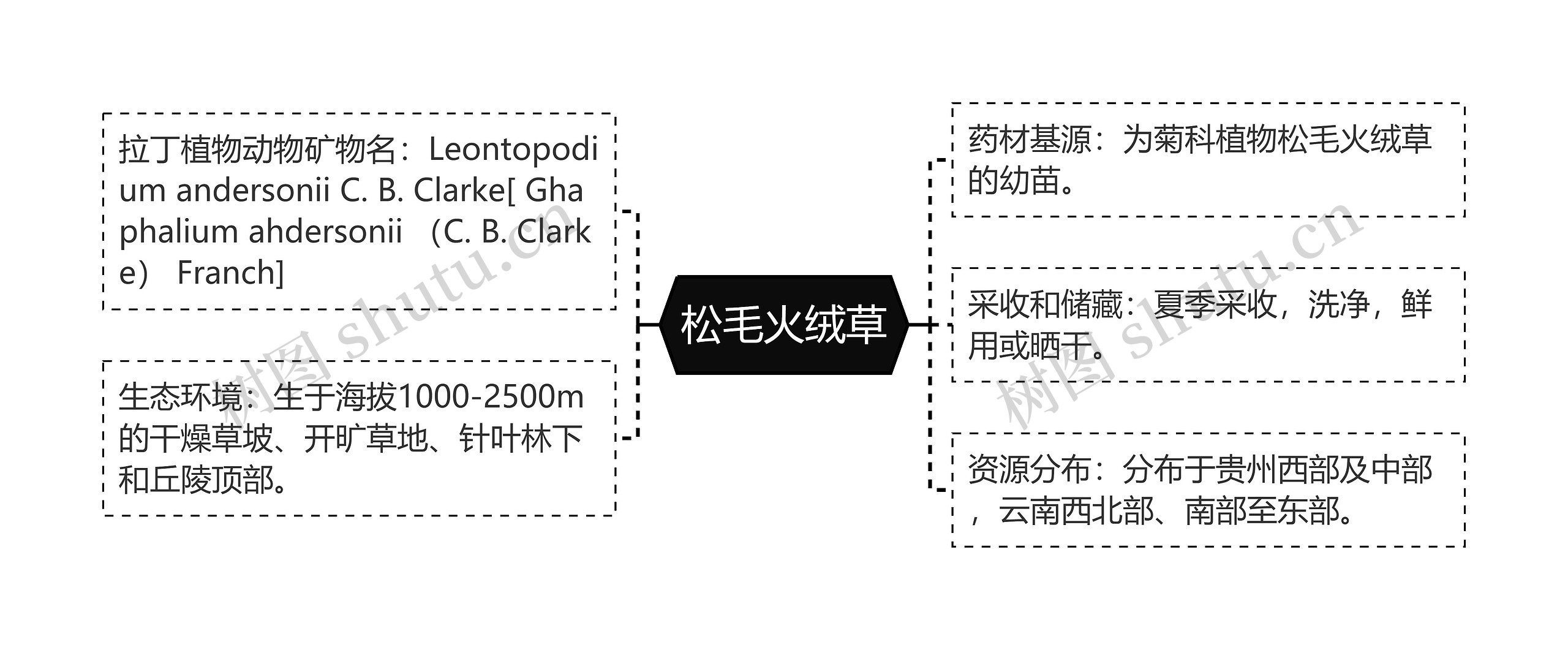 松毛火绒草思维导图