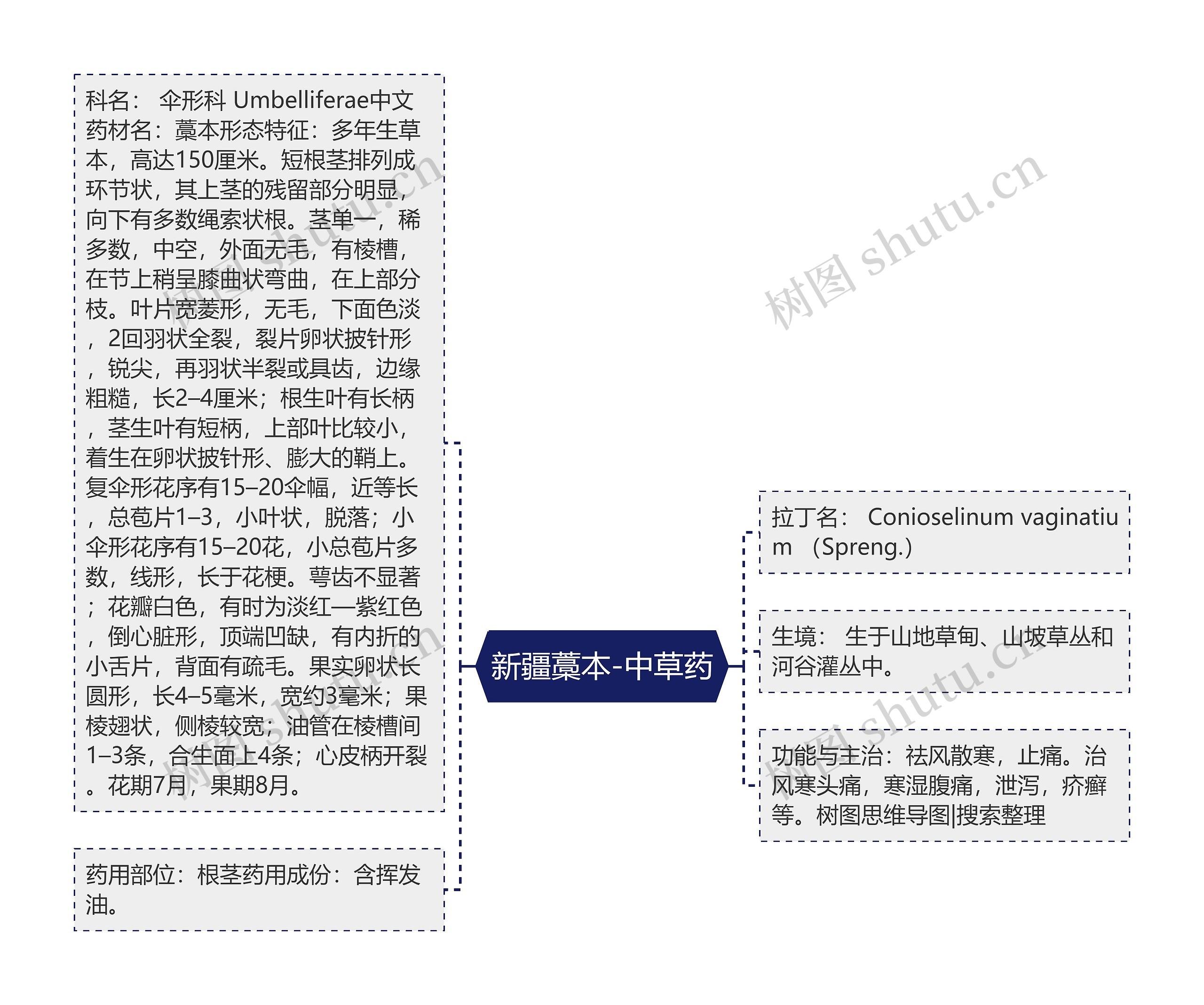 新疆藁本-中草药 新疆藁本-中草药