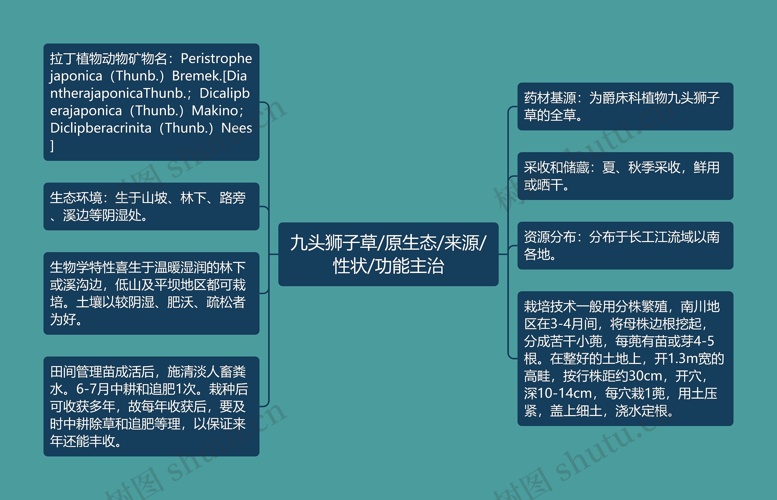 九头狮子草/原生态/来源/性状/功能主治思维导图