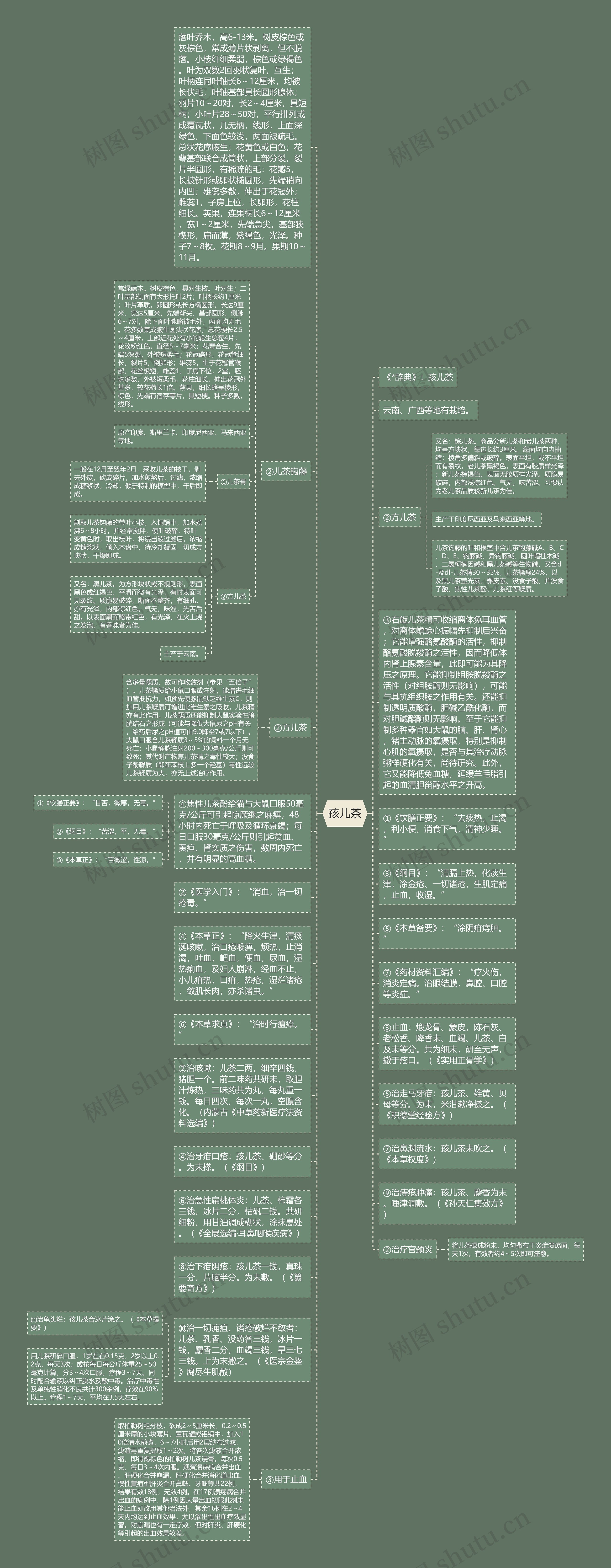 孩儿茶思维导图