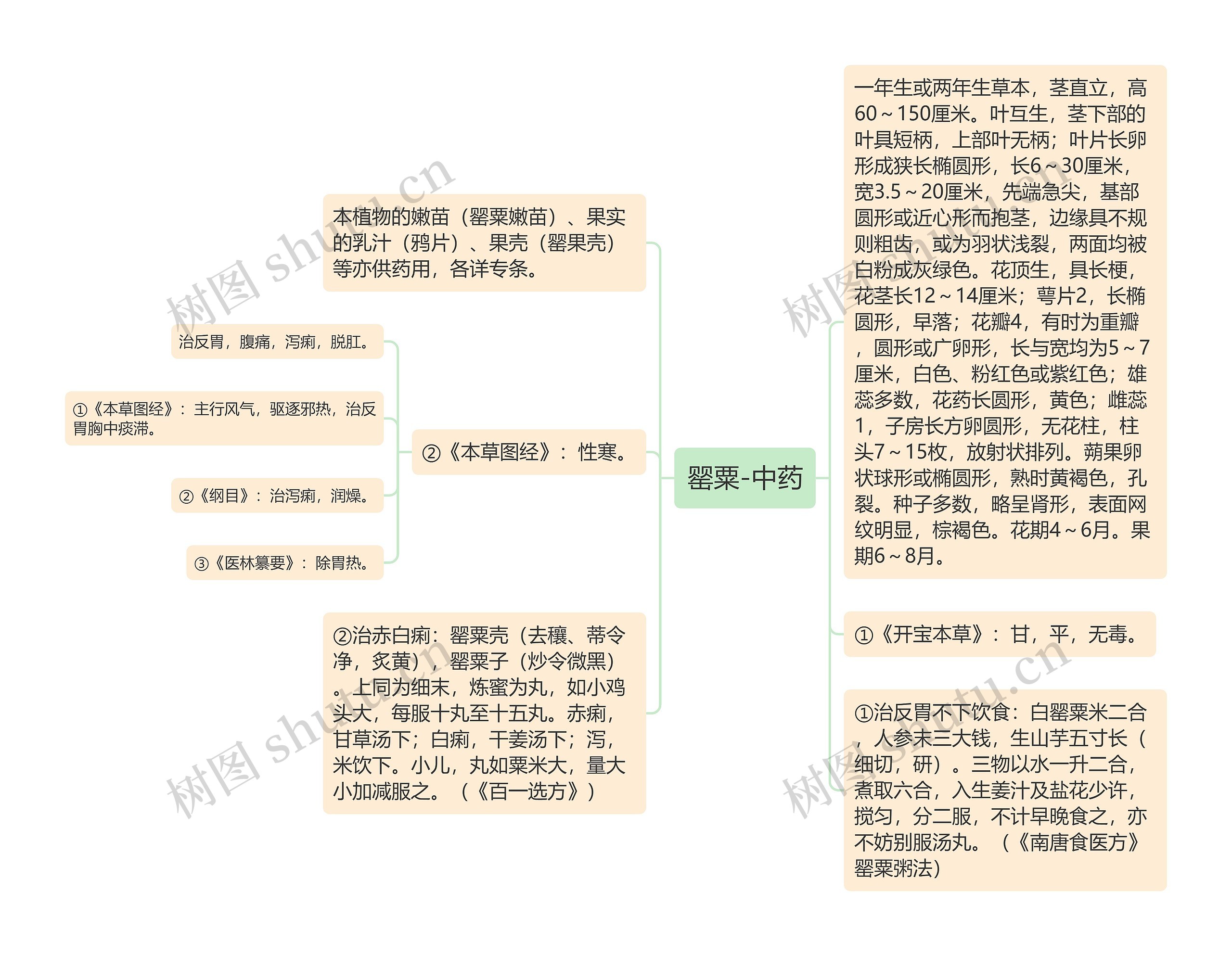 罂粟-中药思维导图