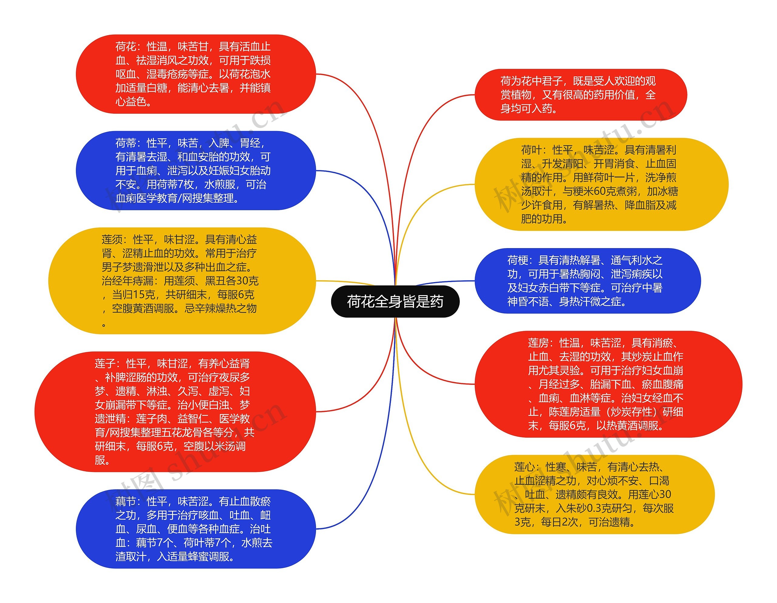 荷花全身皆是药思维导图