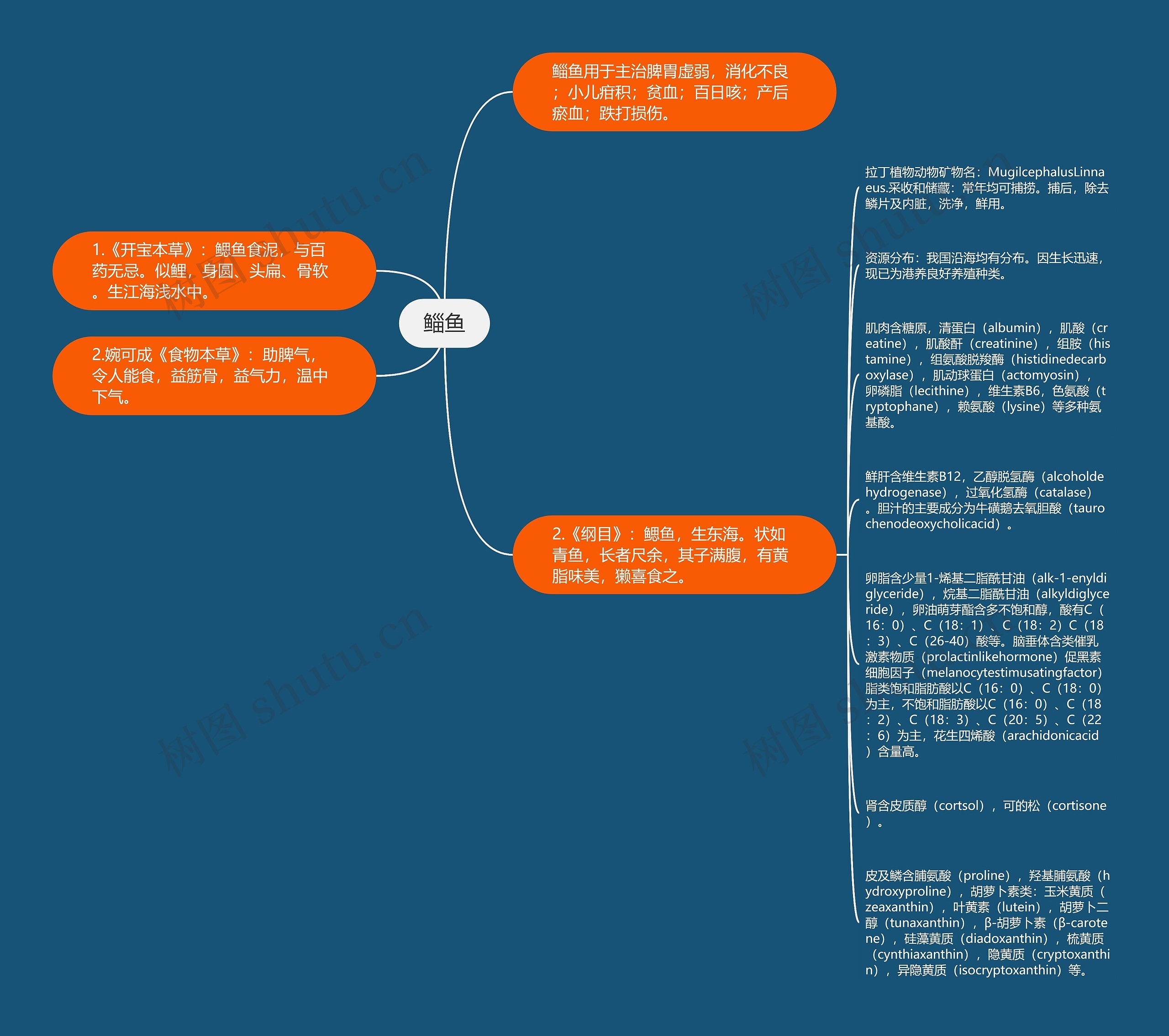鲻鱼思维导图
