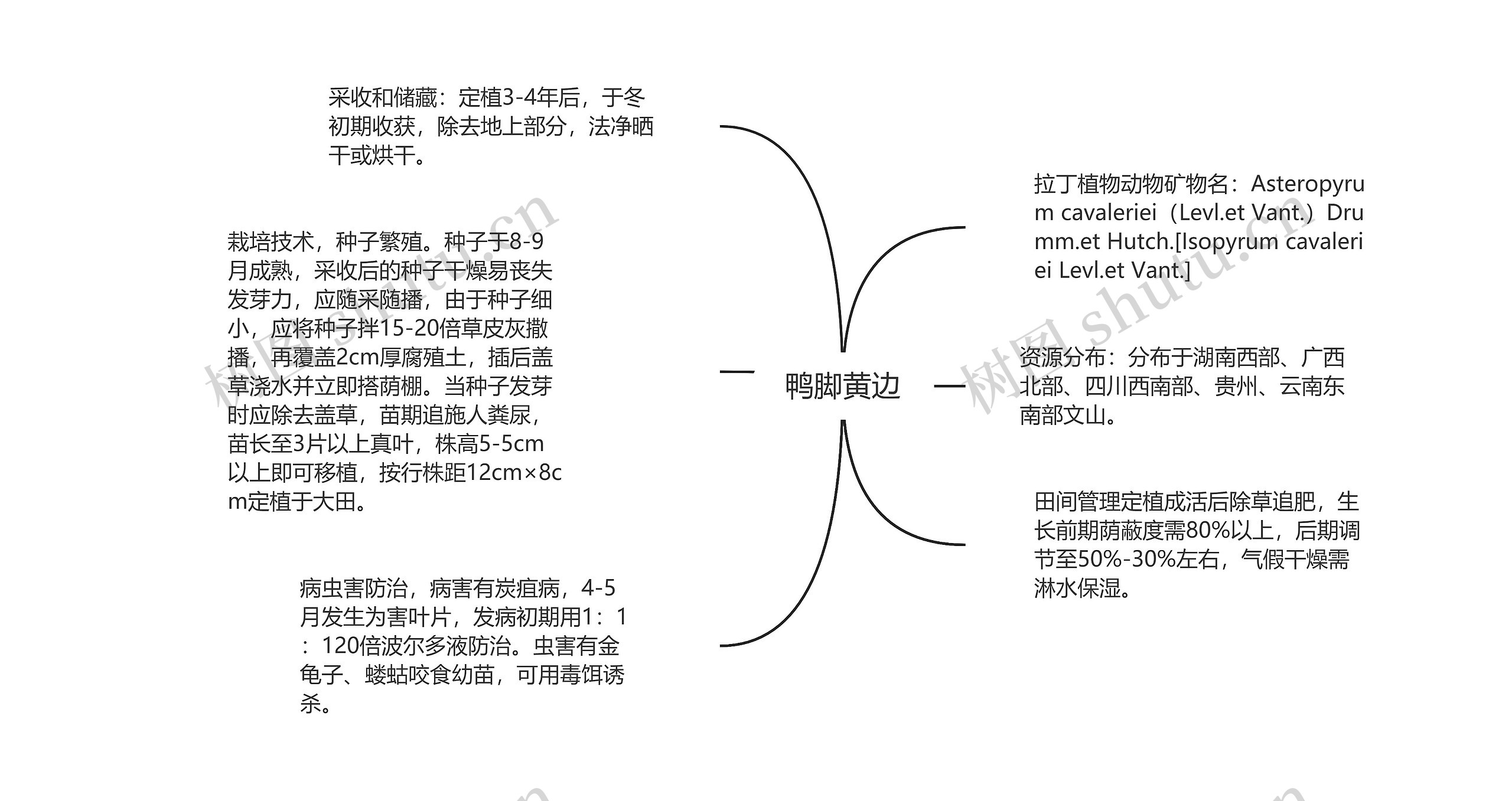 鸭脚黄边思维导图