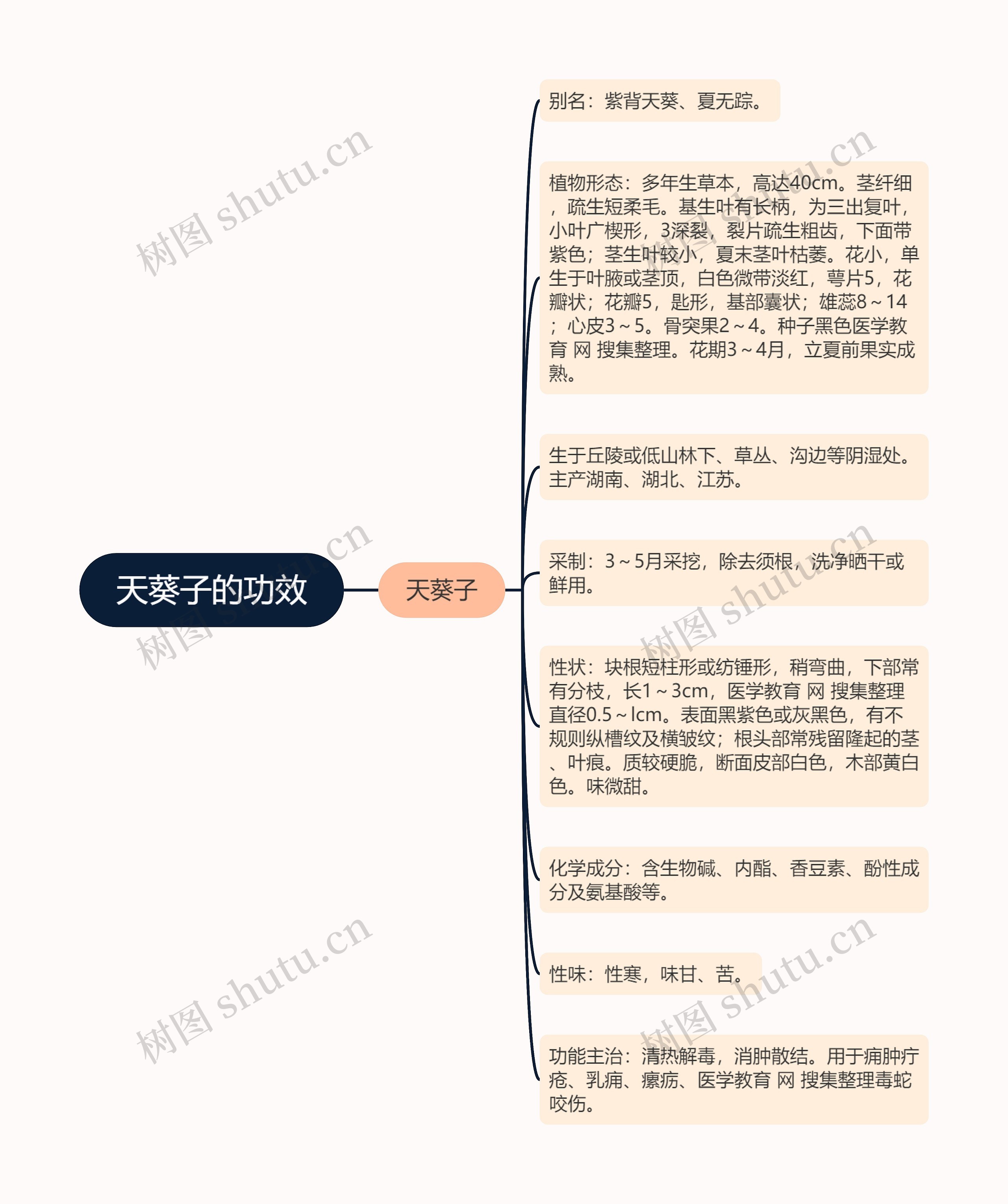 天葵子的功效思维导图