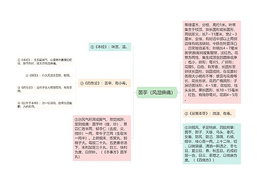 茵芋（风湿痹痛）