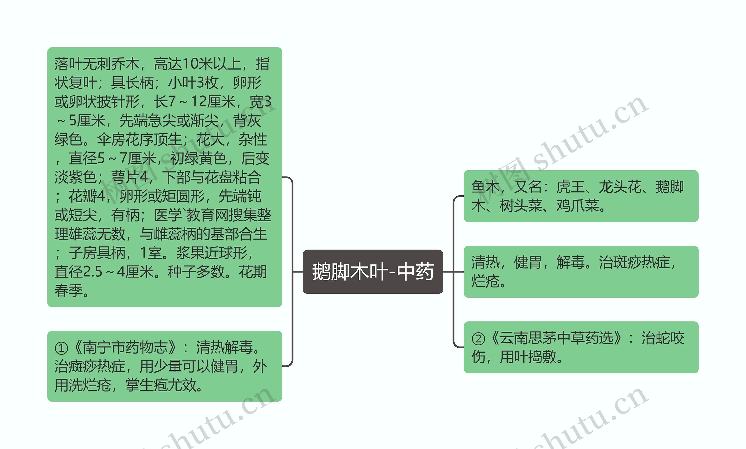 鹅脚木叶-中药思维导图