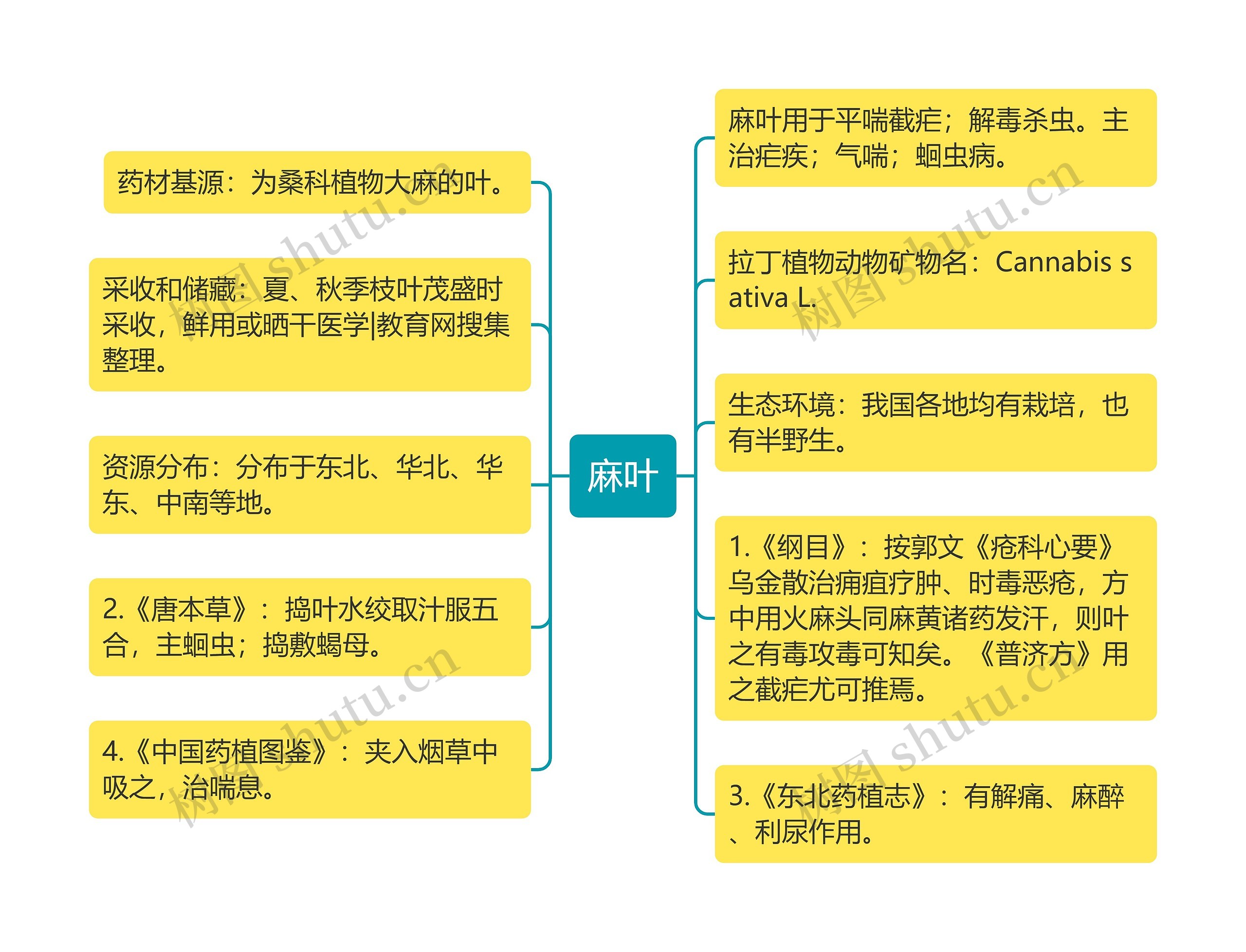 麻叶思维导图