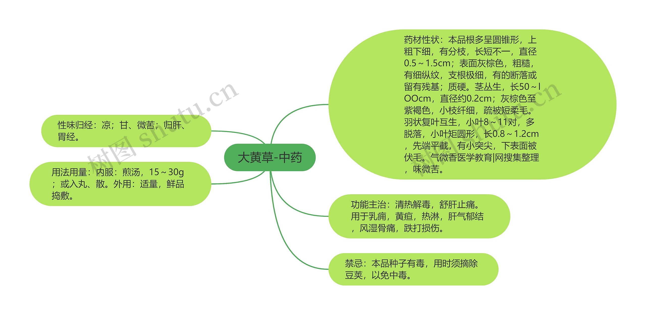 大黄草-中药思维导图