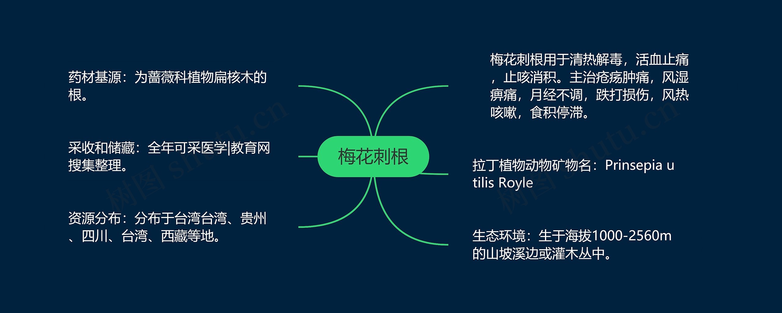 梅花刺根 梅花刺根