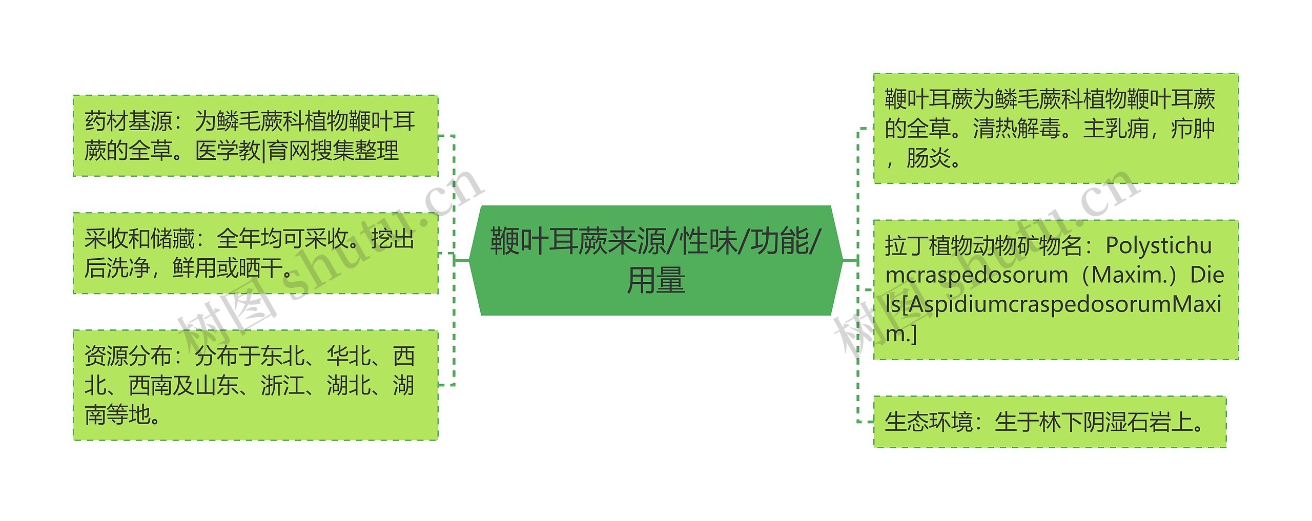 鞭叶耳蕨来源/性味/功能/用量思维导图