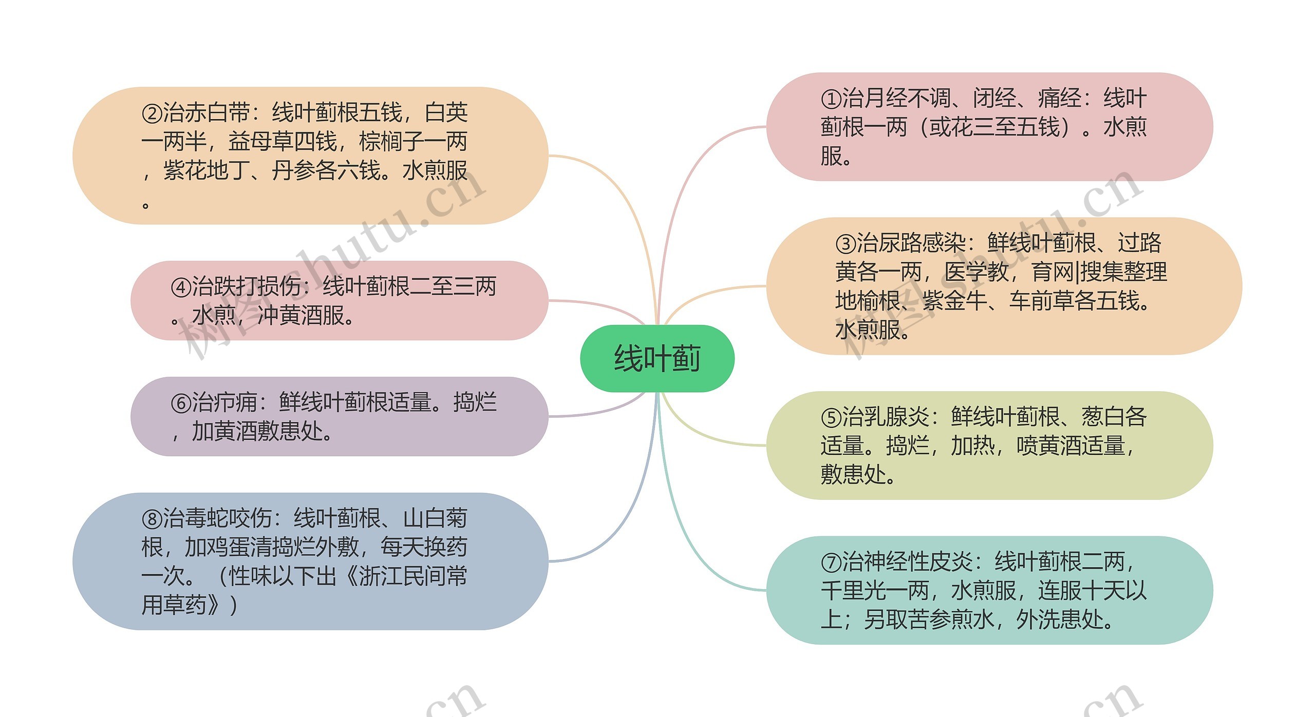 线叶蓟思维导图