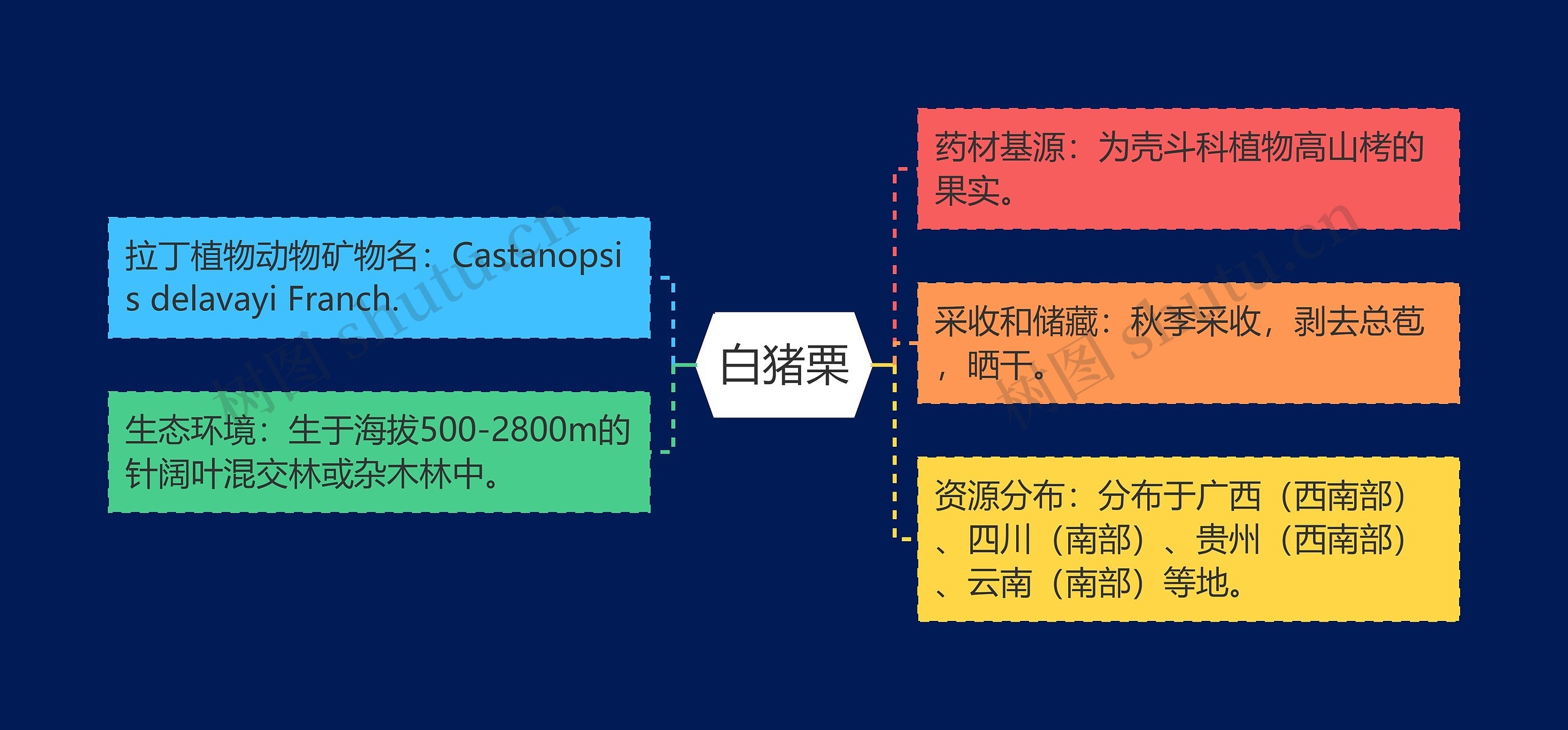 白猪栗思维导图