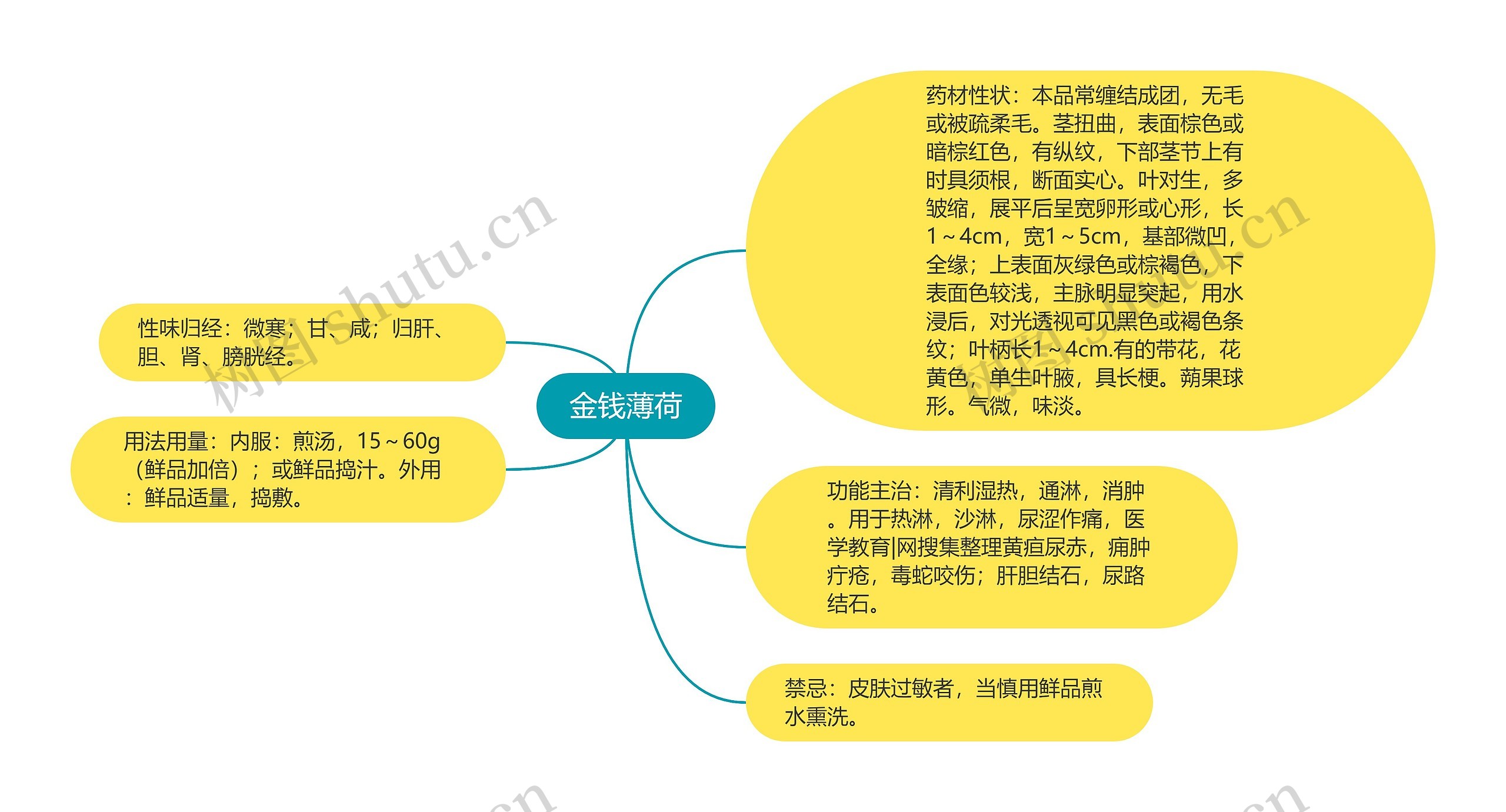 金钱薄荷思维导图