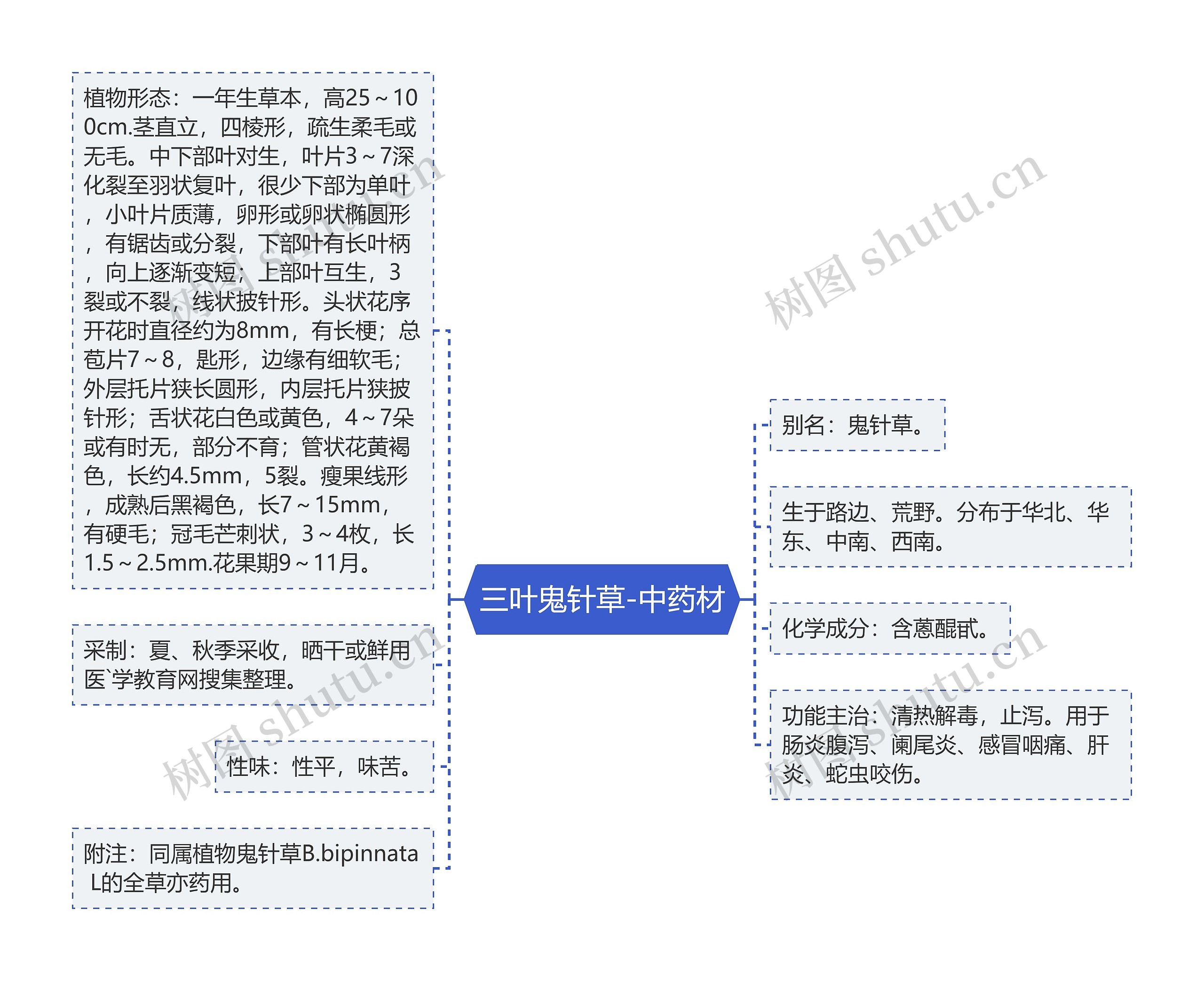 三叶鬼针草-中药材思维导图