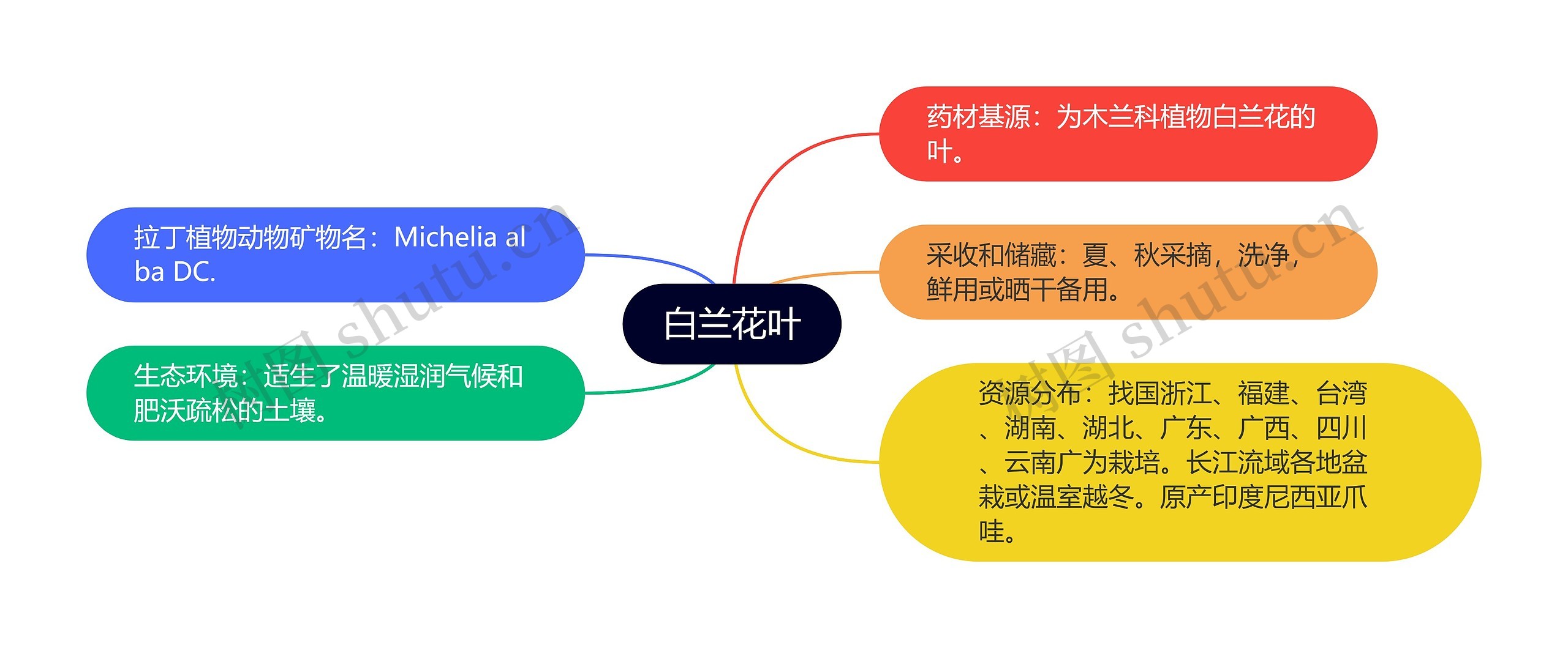 白兰花叶 白兰花叶
