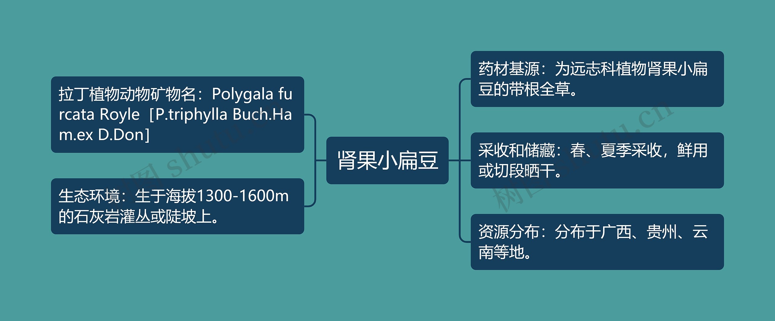 肾果小扁豆思维导图