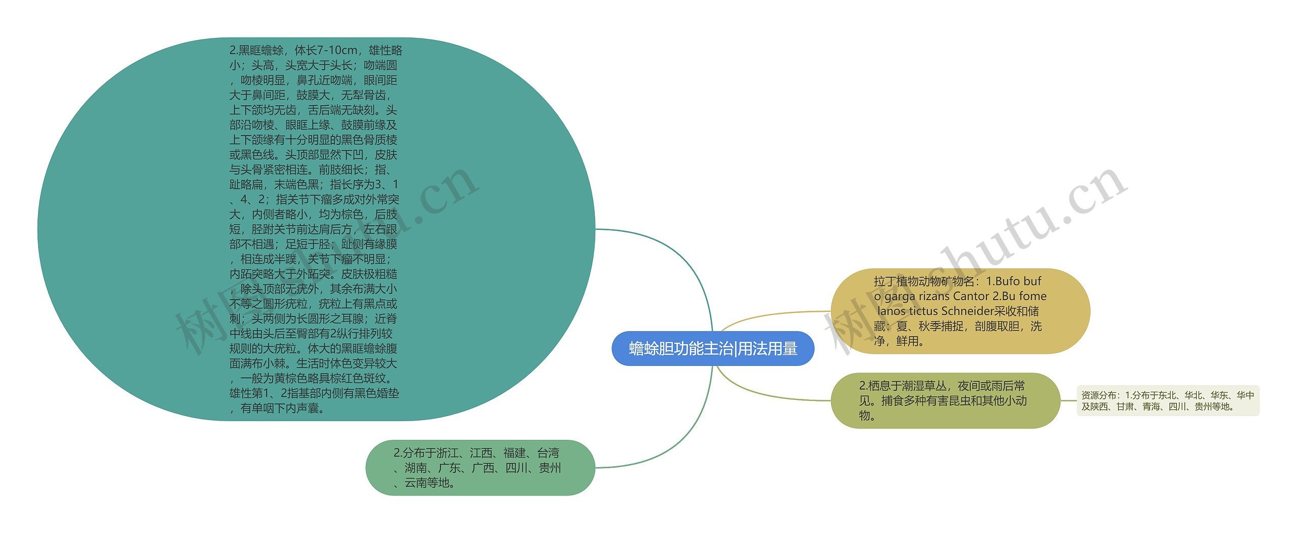蟾蜍胆功能主治|用法用量 蟾蜍胆功能主治|用法用量