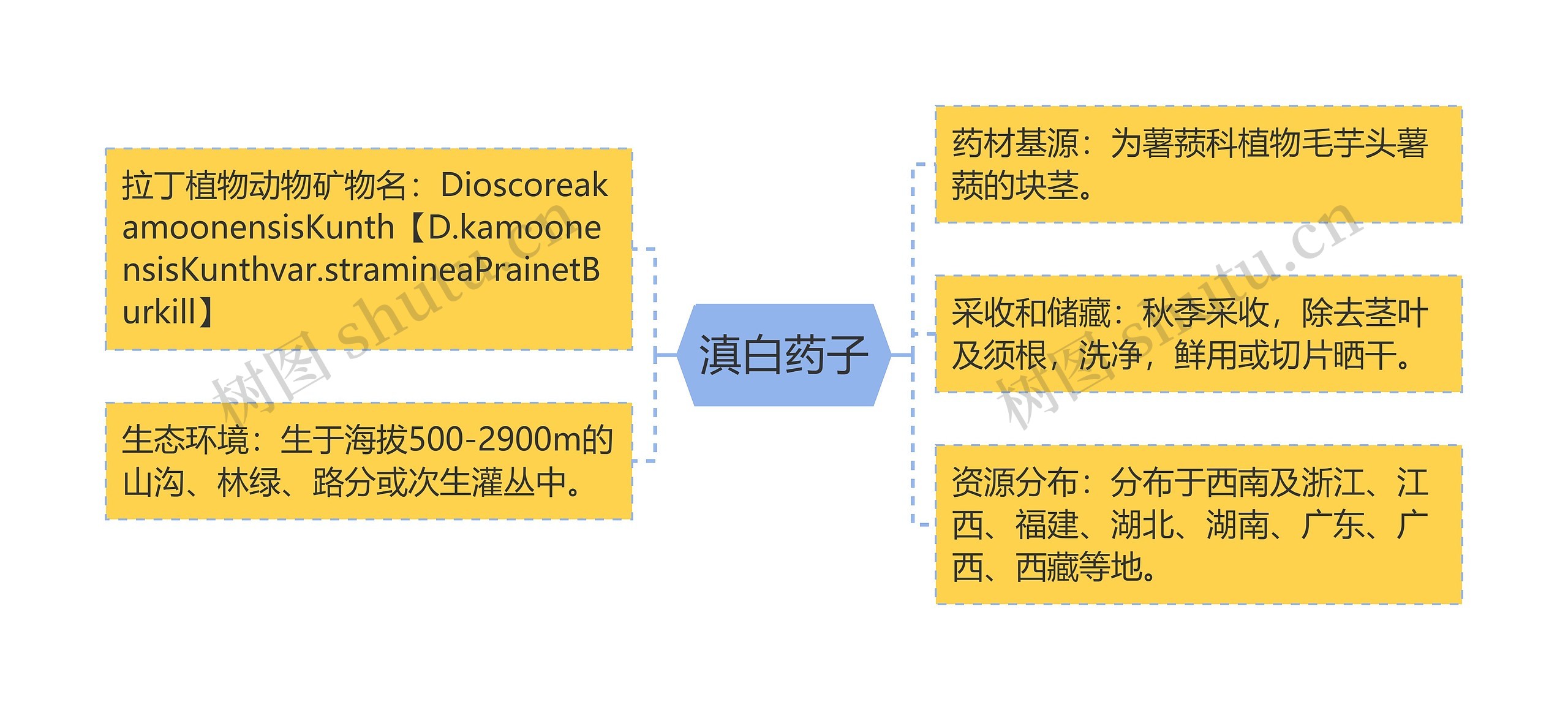 滇白药子思维导图