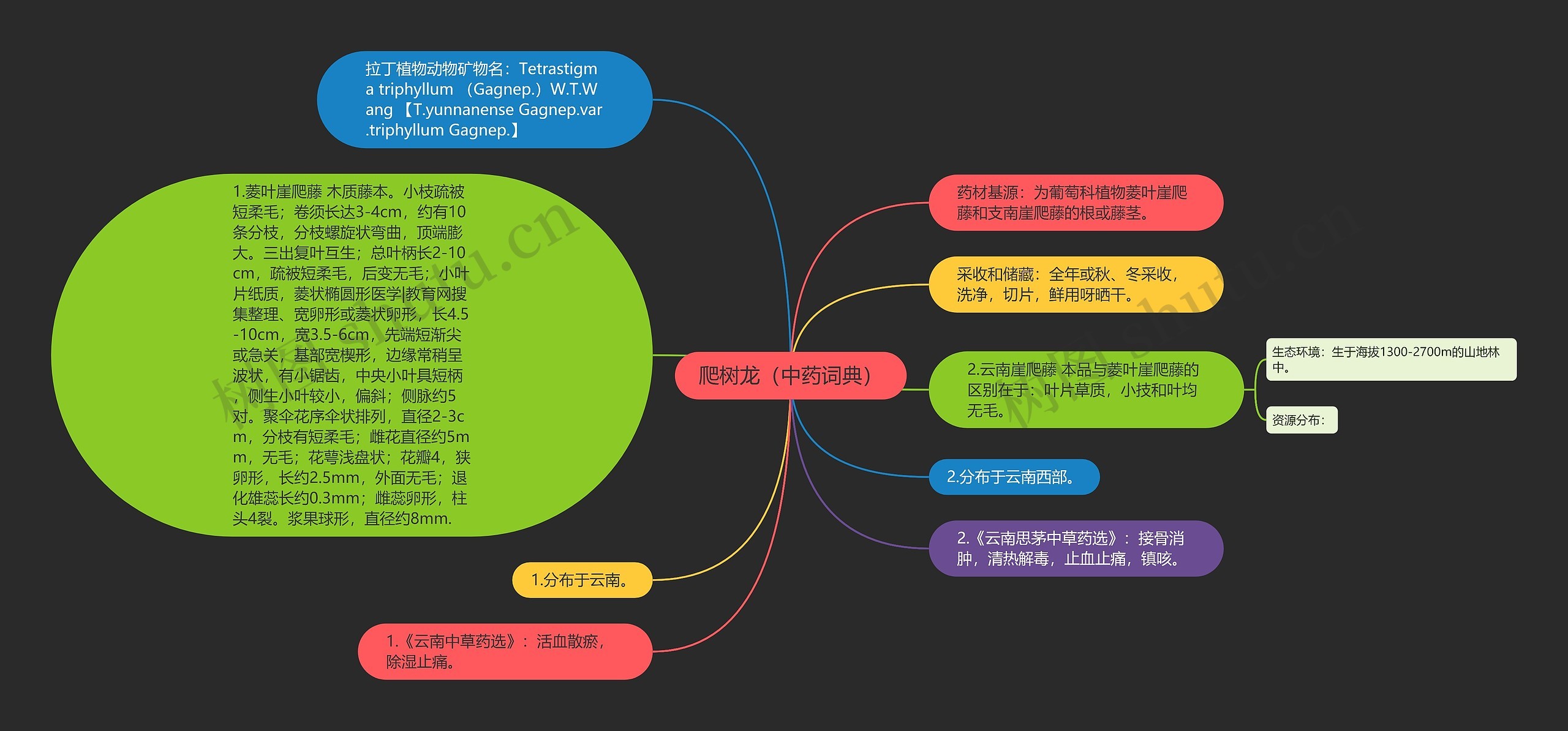 爬树龙（中药词典）