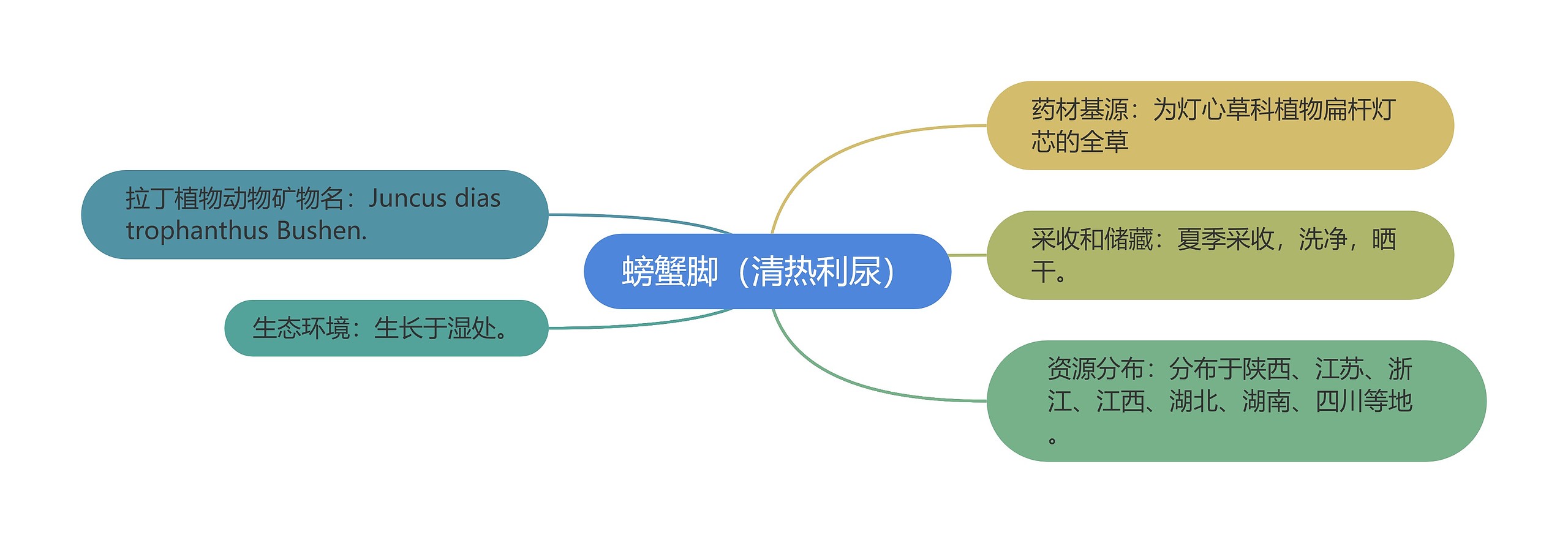 螃蟹脚（清热利尿）思维导图