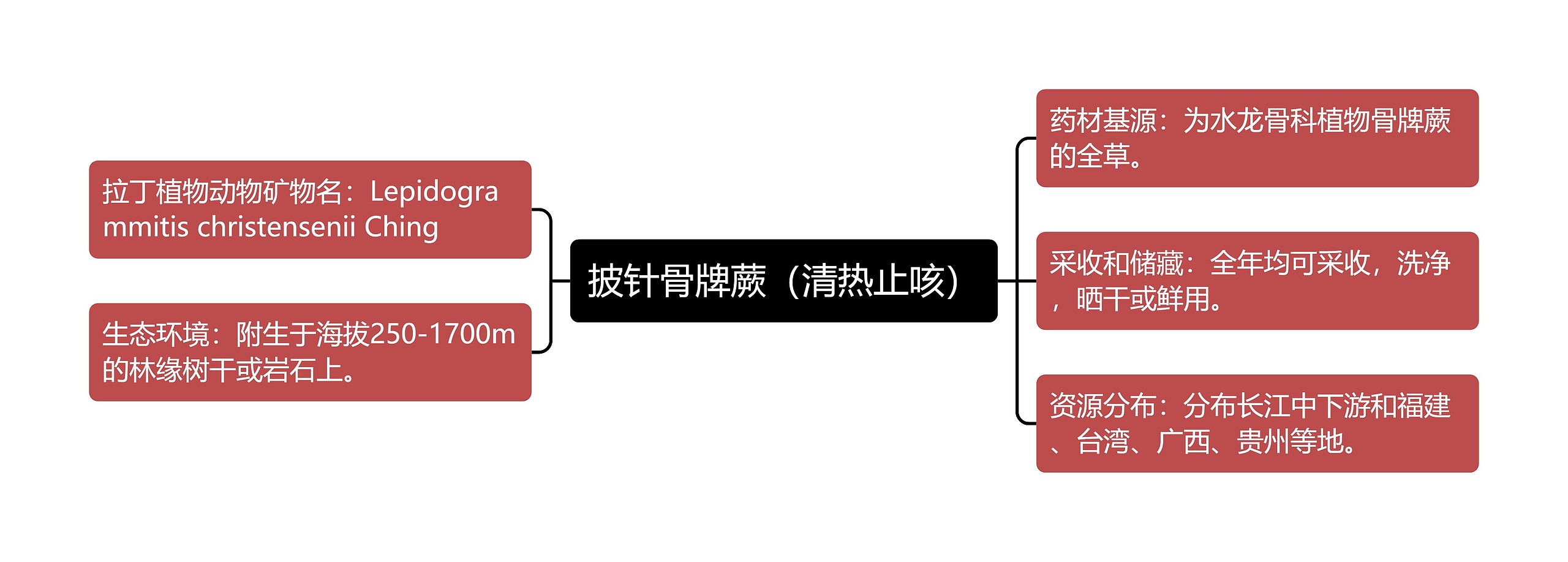 披针骨牌蕨（清热止咳）