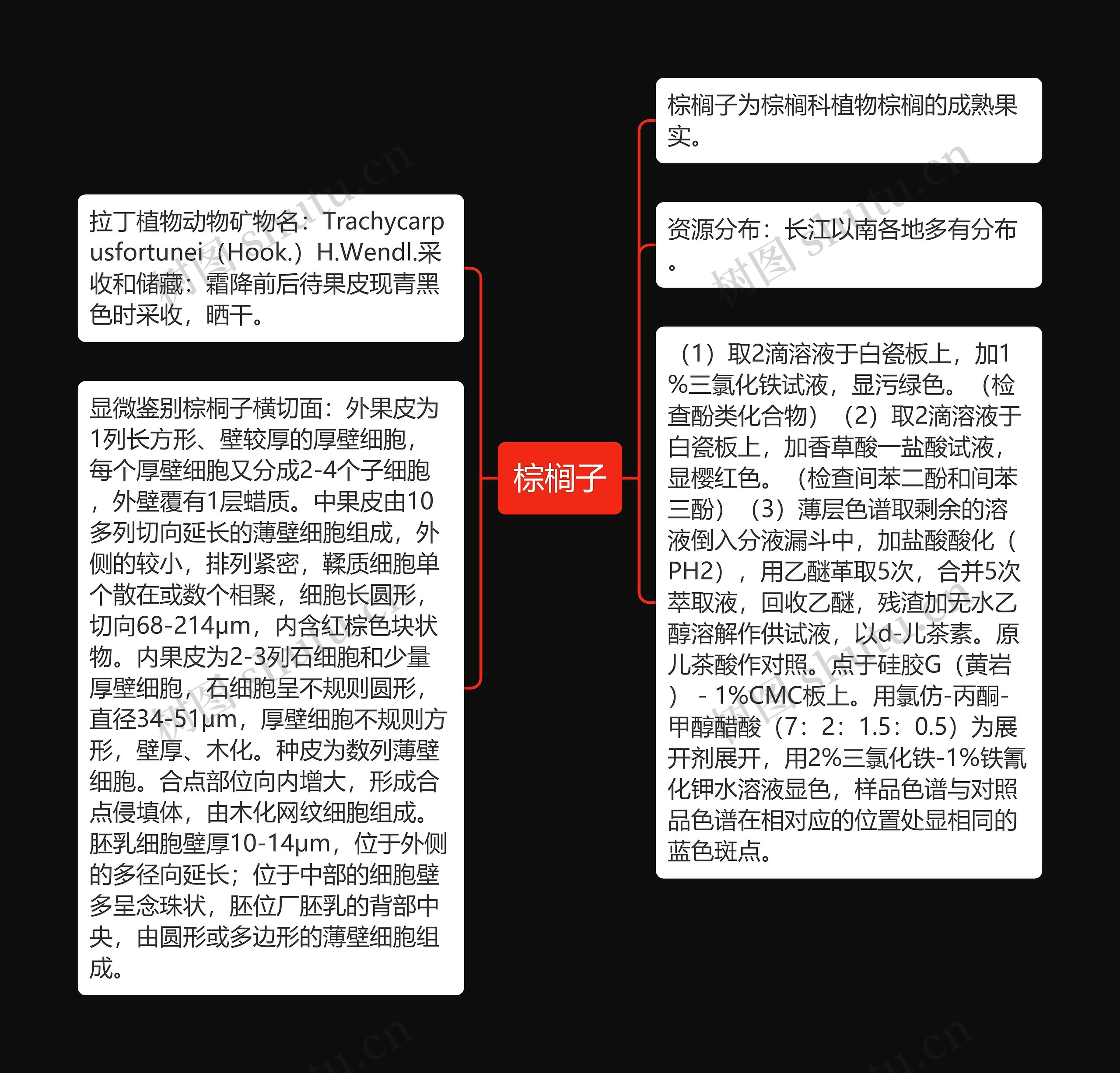 棕榈子思维导图