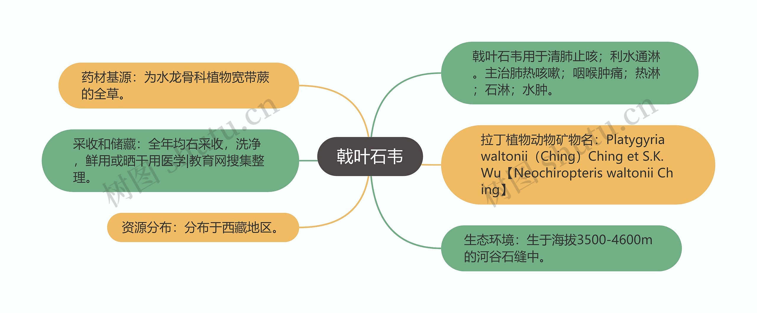 戟叶石韦思维导图