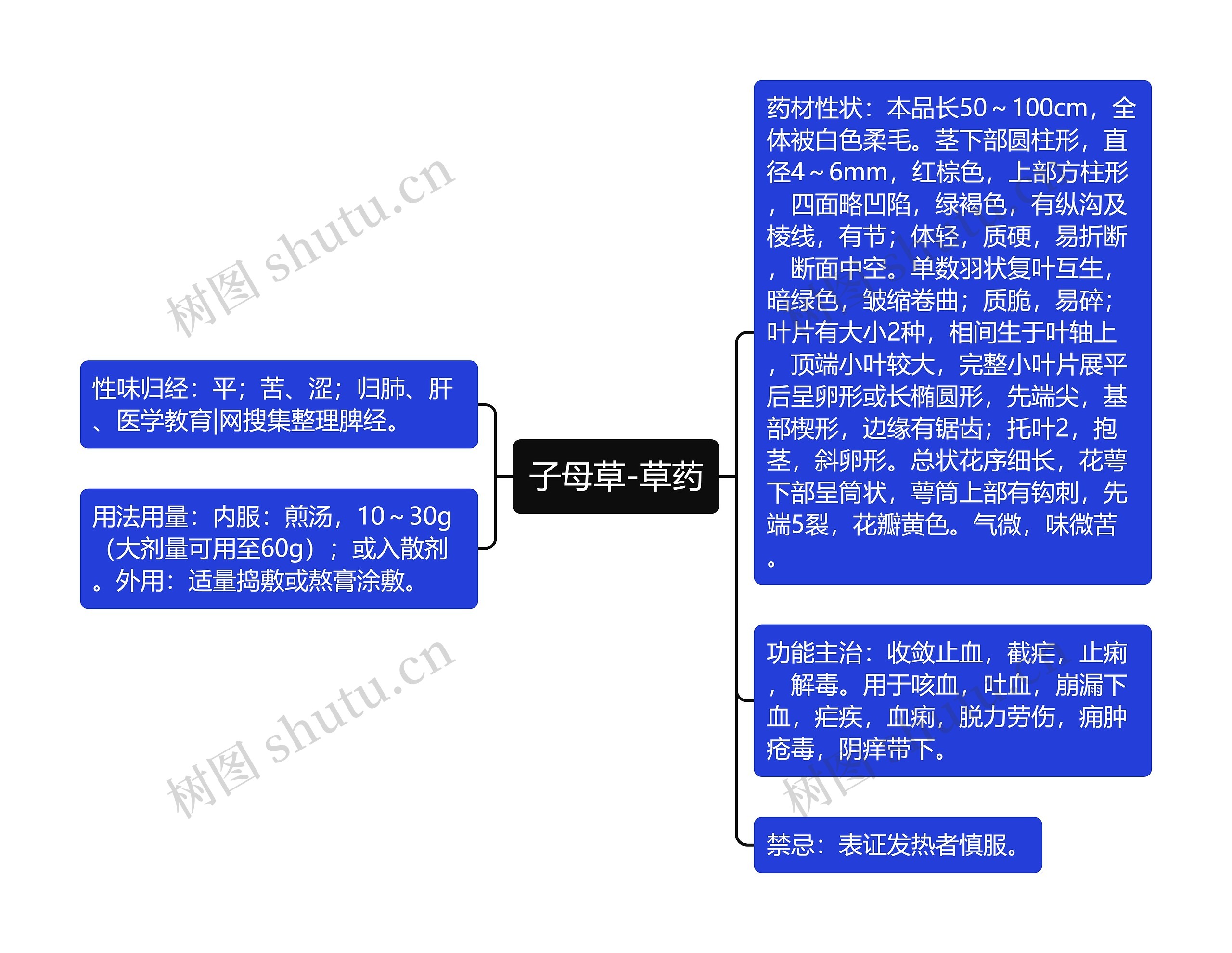 子母草-草药思维导图