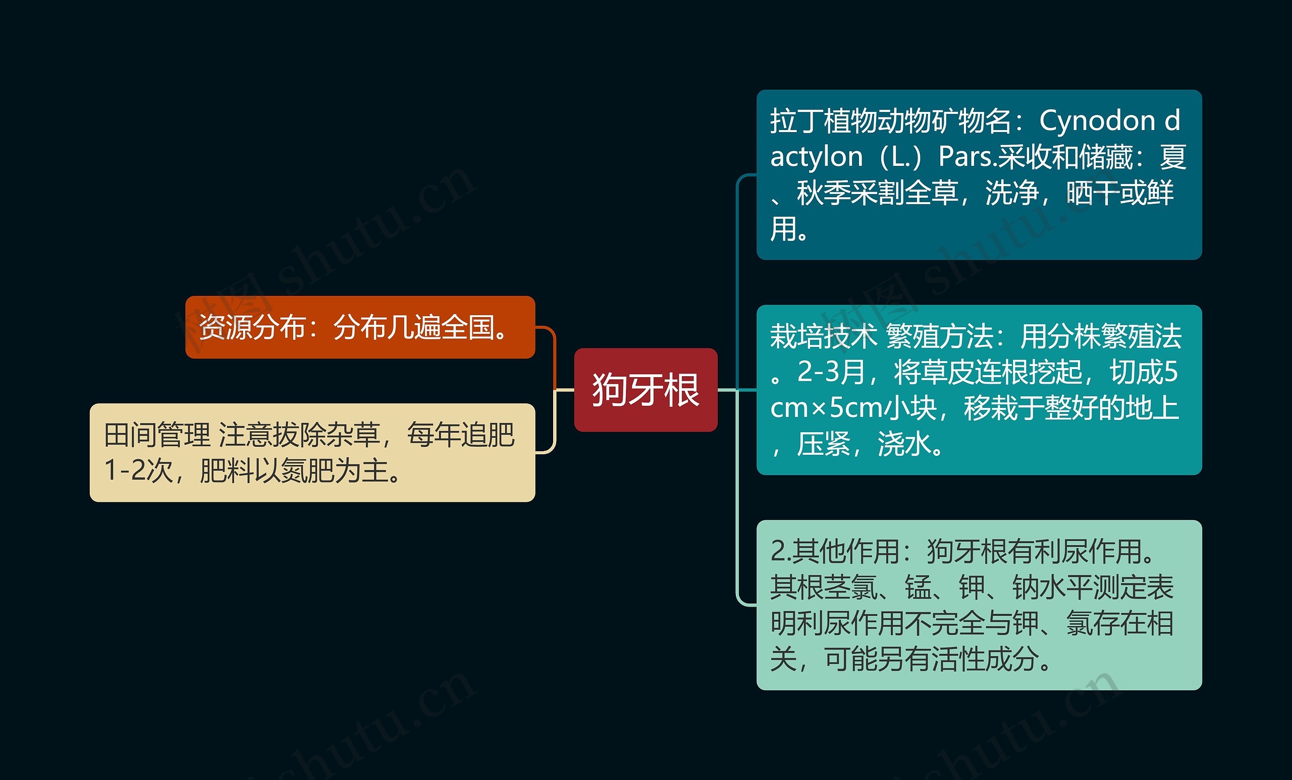狗牙根