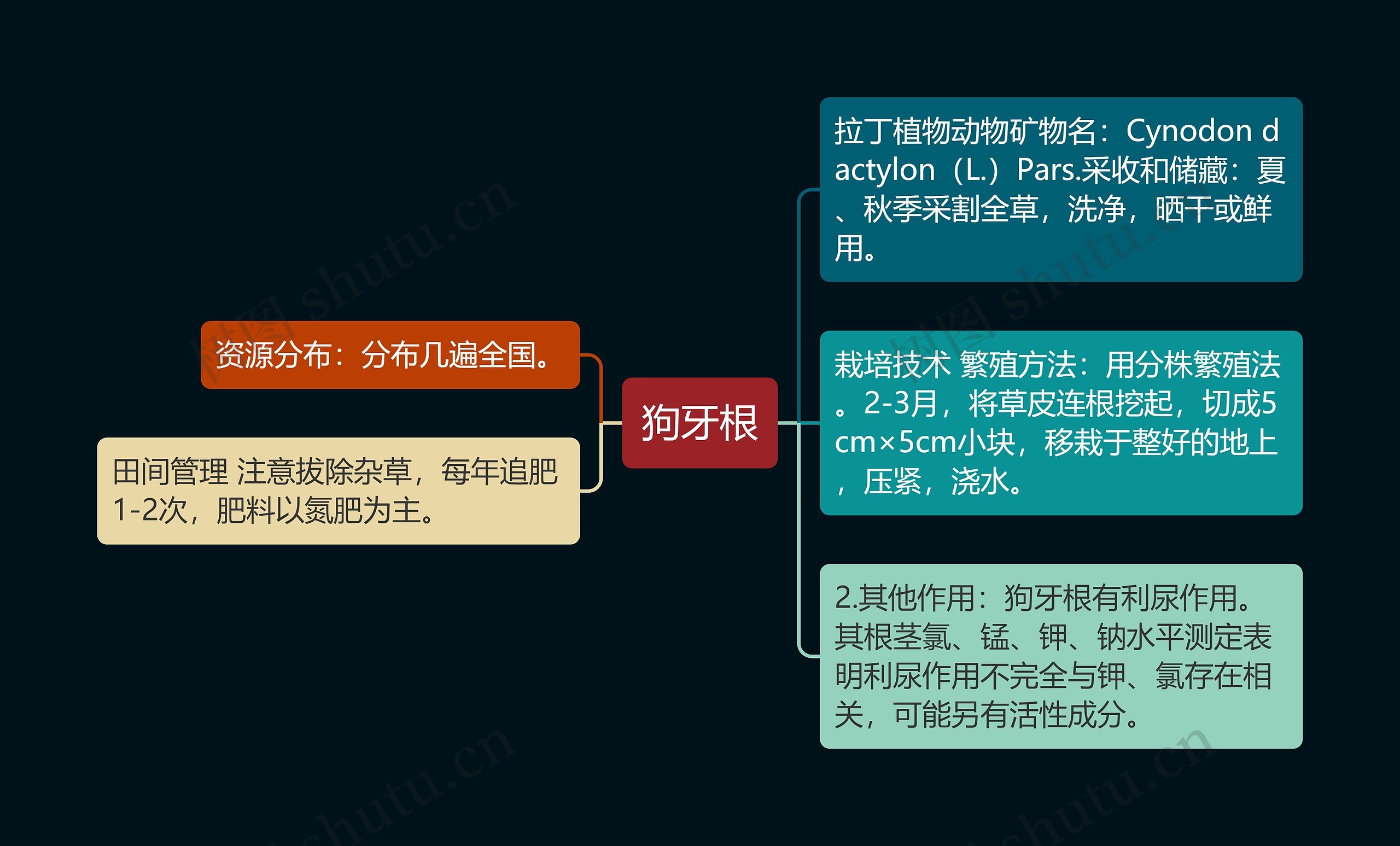 狗牙根思维导图