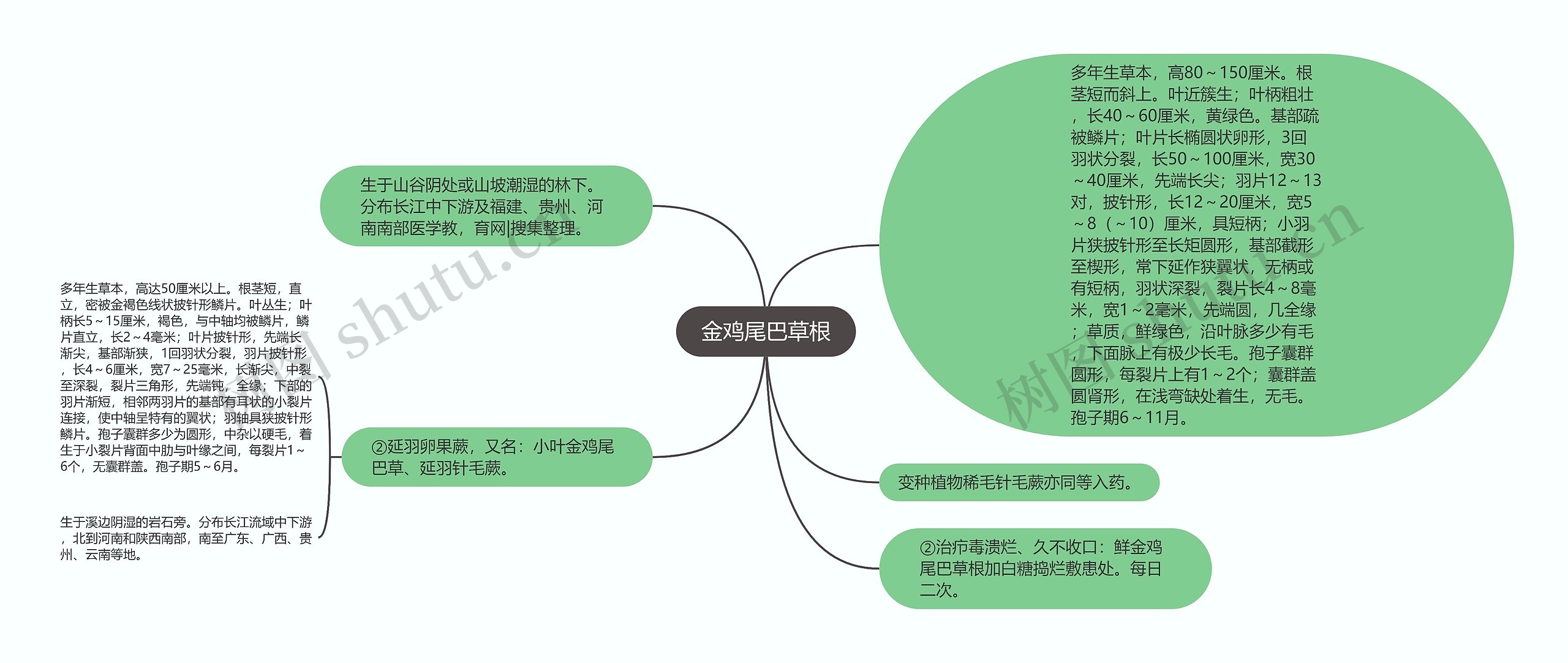 金鸡尾巴草根思维导图