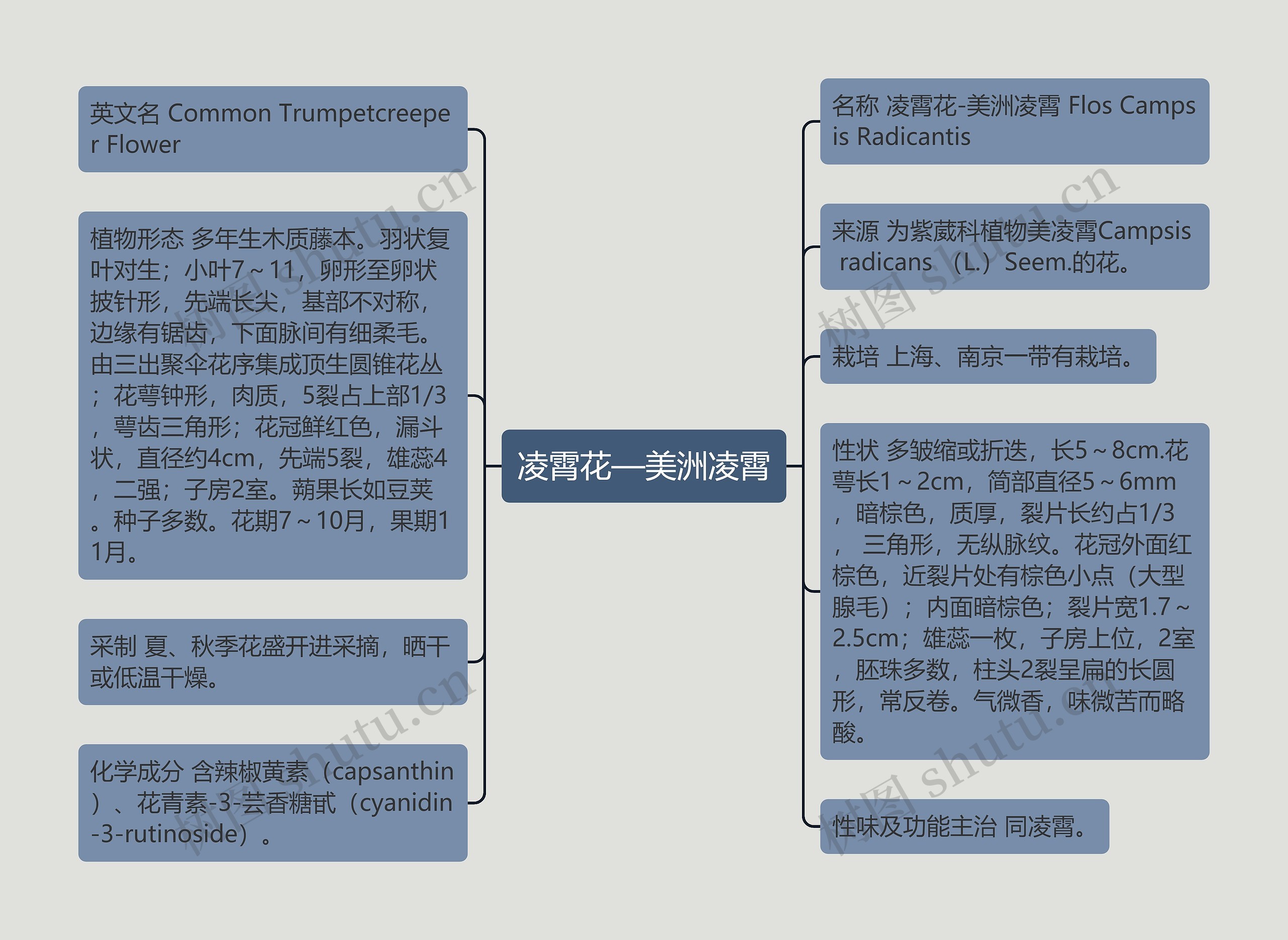 凌霄花—美洲凌霄思维导图