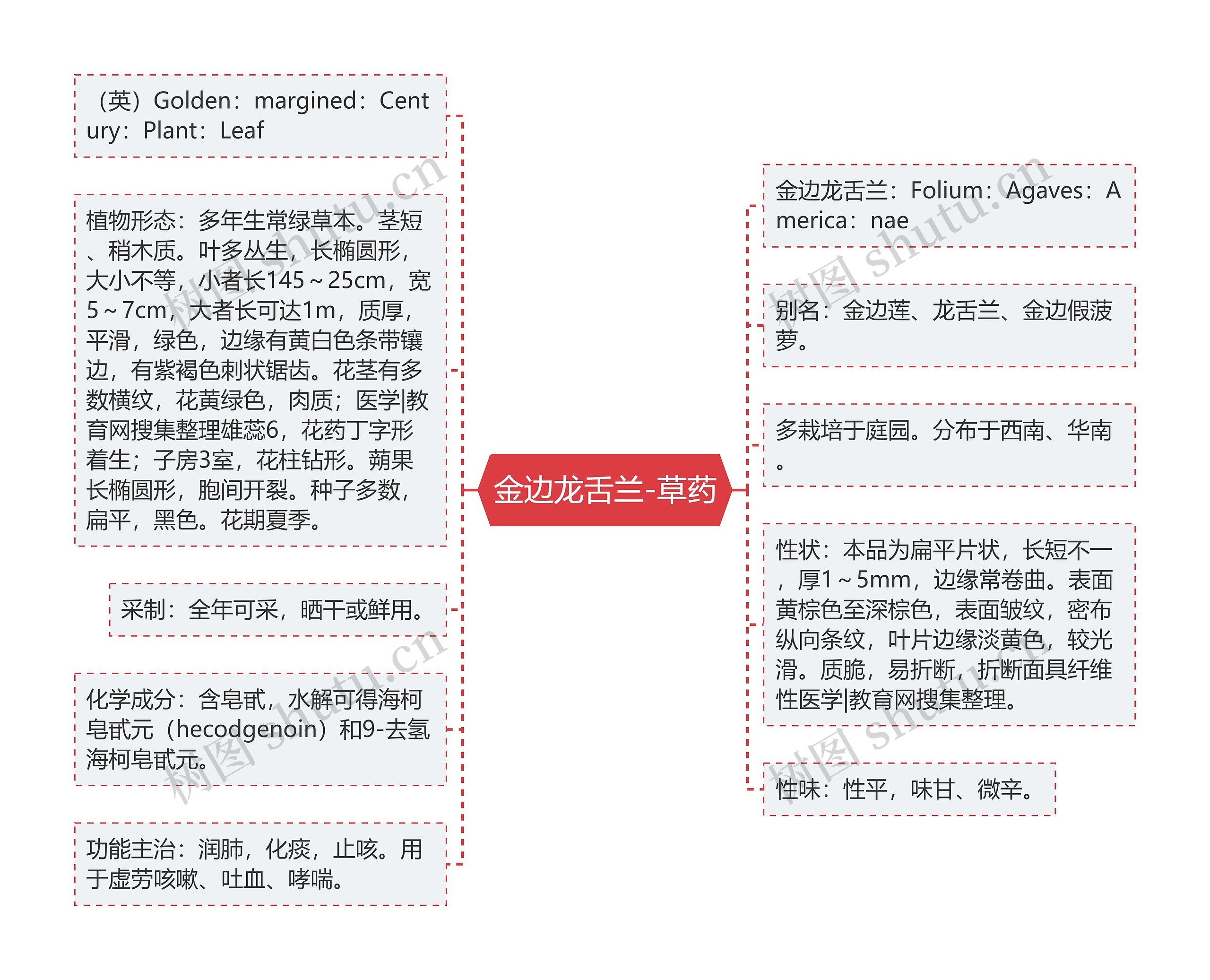 金边龙舌兰-草药 金边龙舌兰-草药