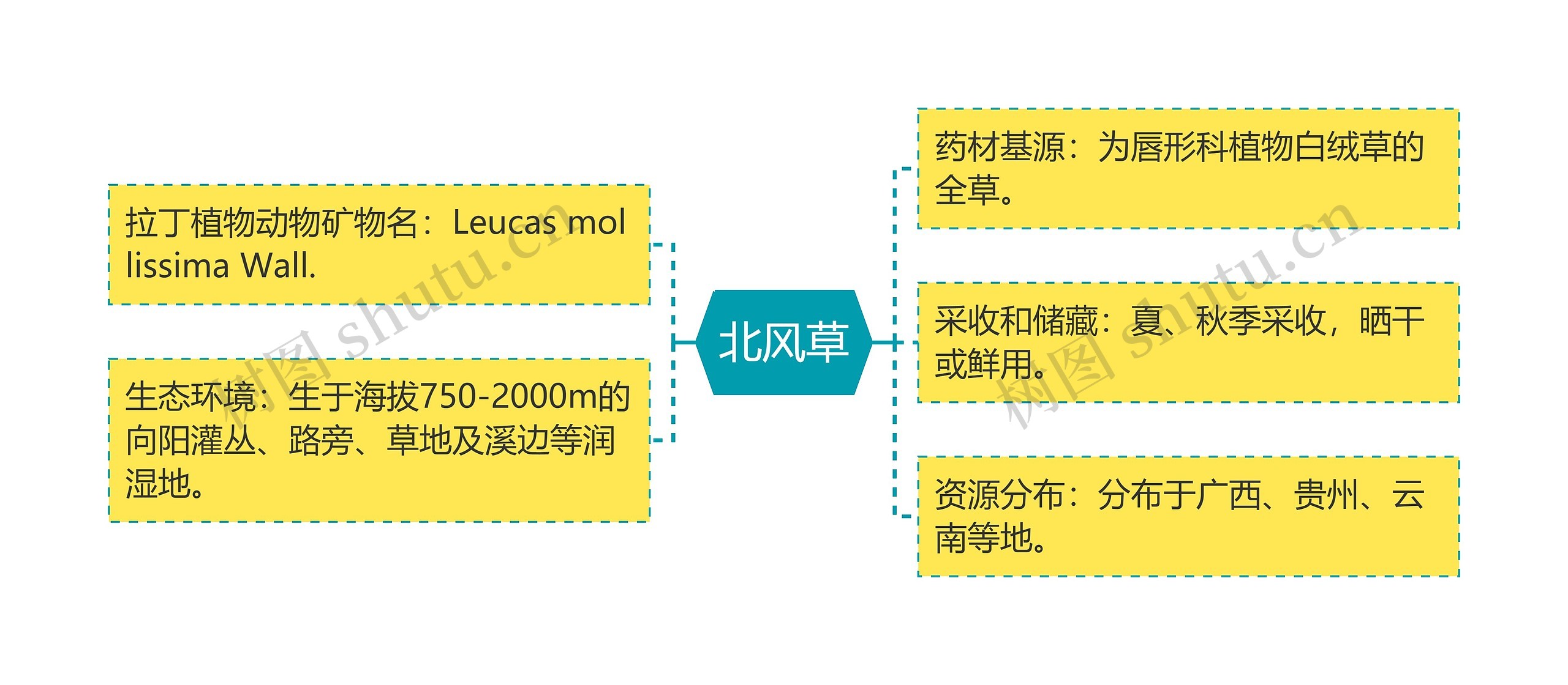 北风草思维导图