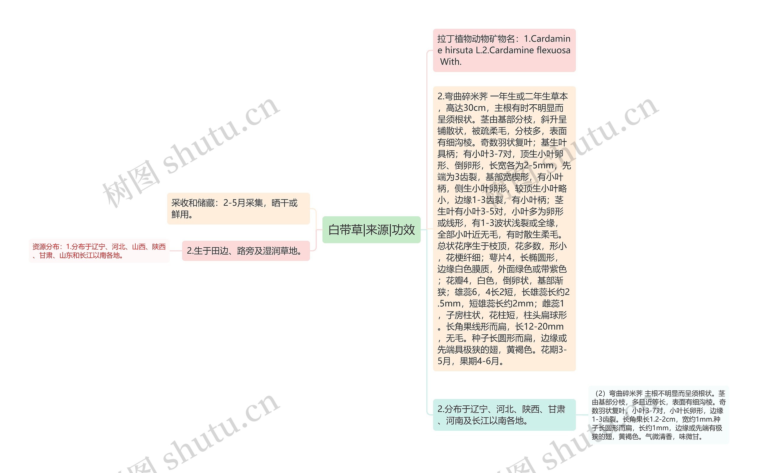 白带草|来源|功效思维导图