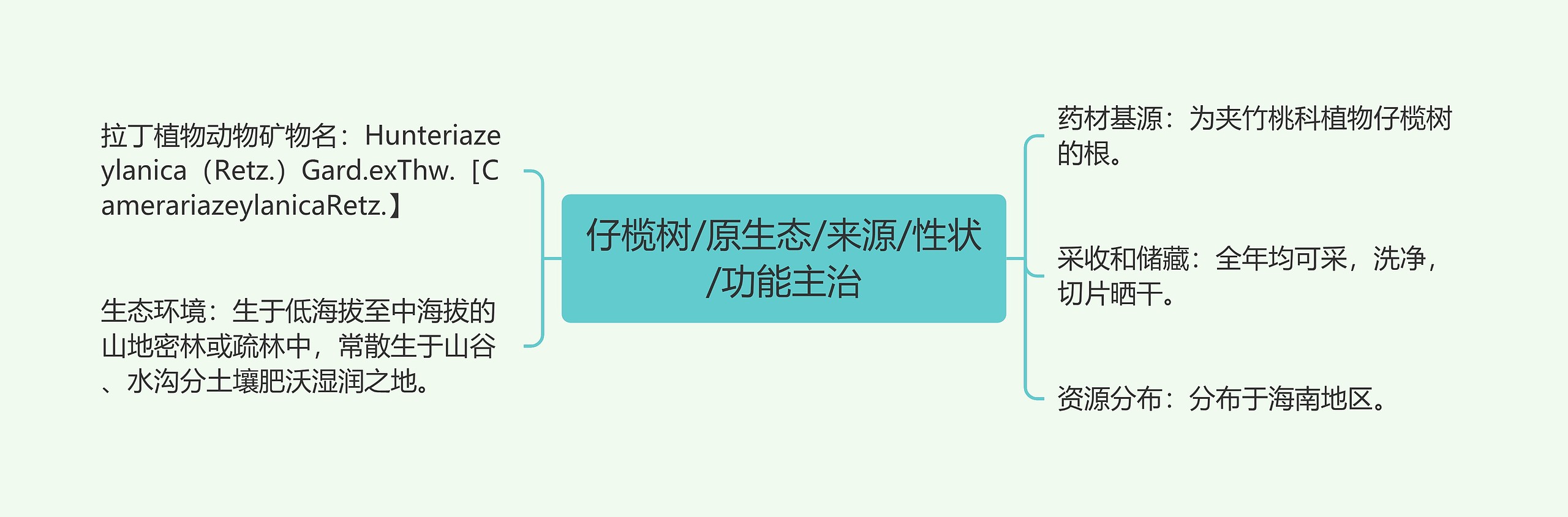仔榄树/原生态/来源/性状/功能主治 仔榄树/原生态/来源/性状/功能主治
