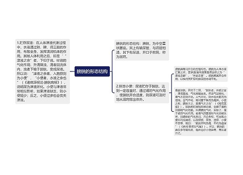 膀胱的形态结构