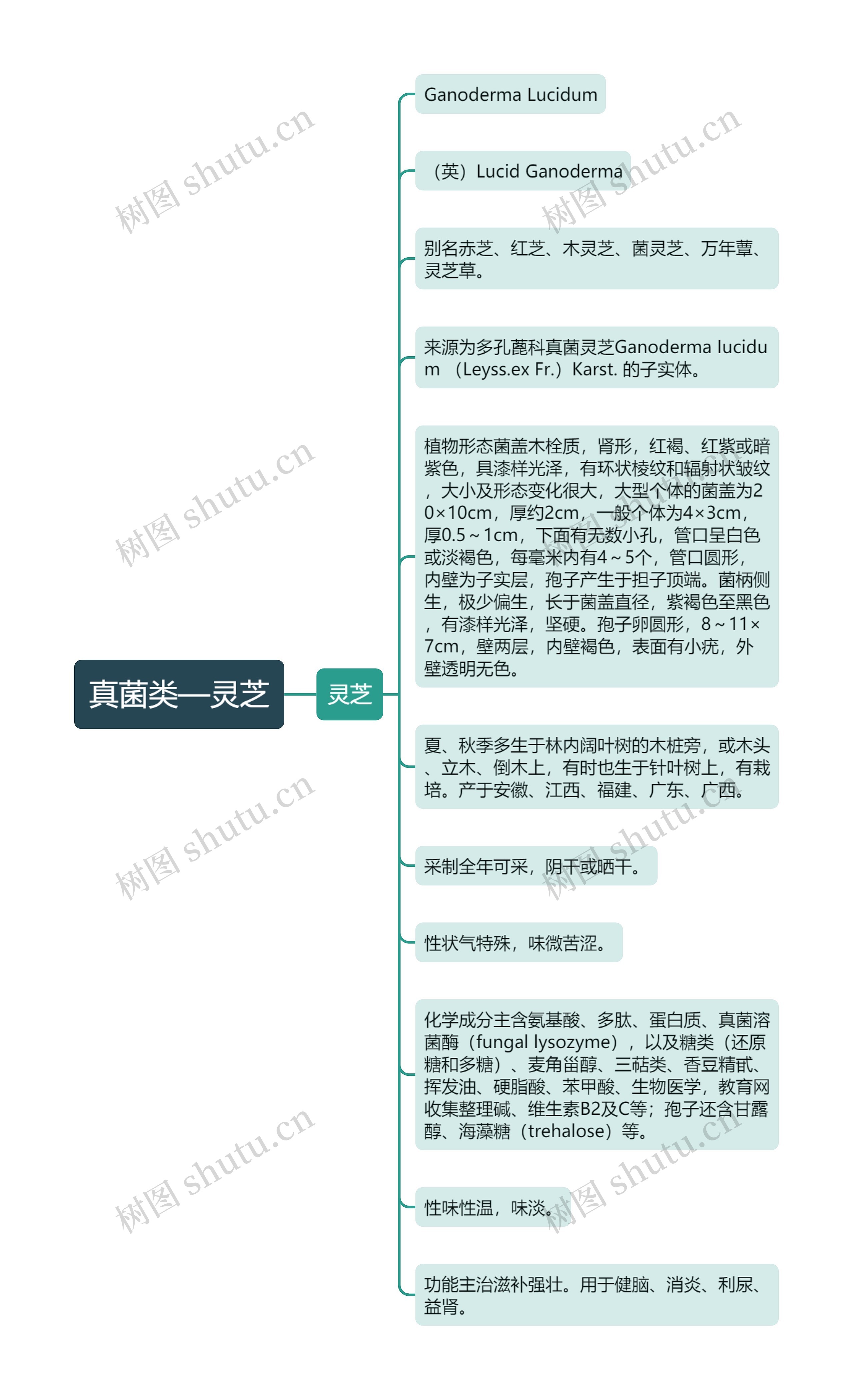 真菌类—灵芝思维导图