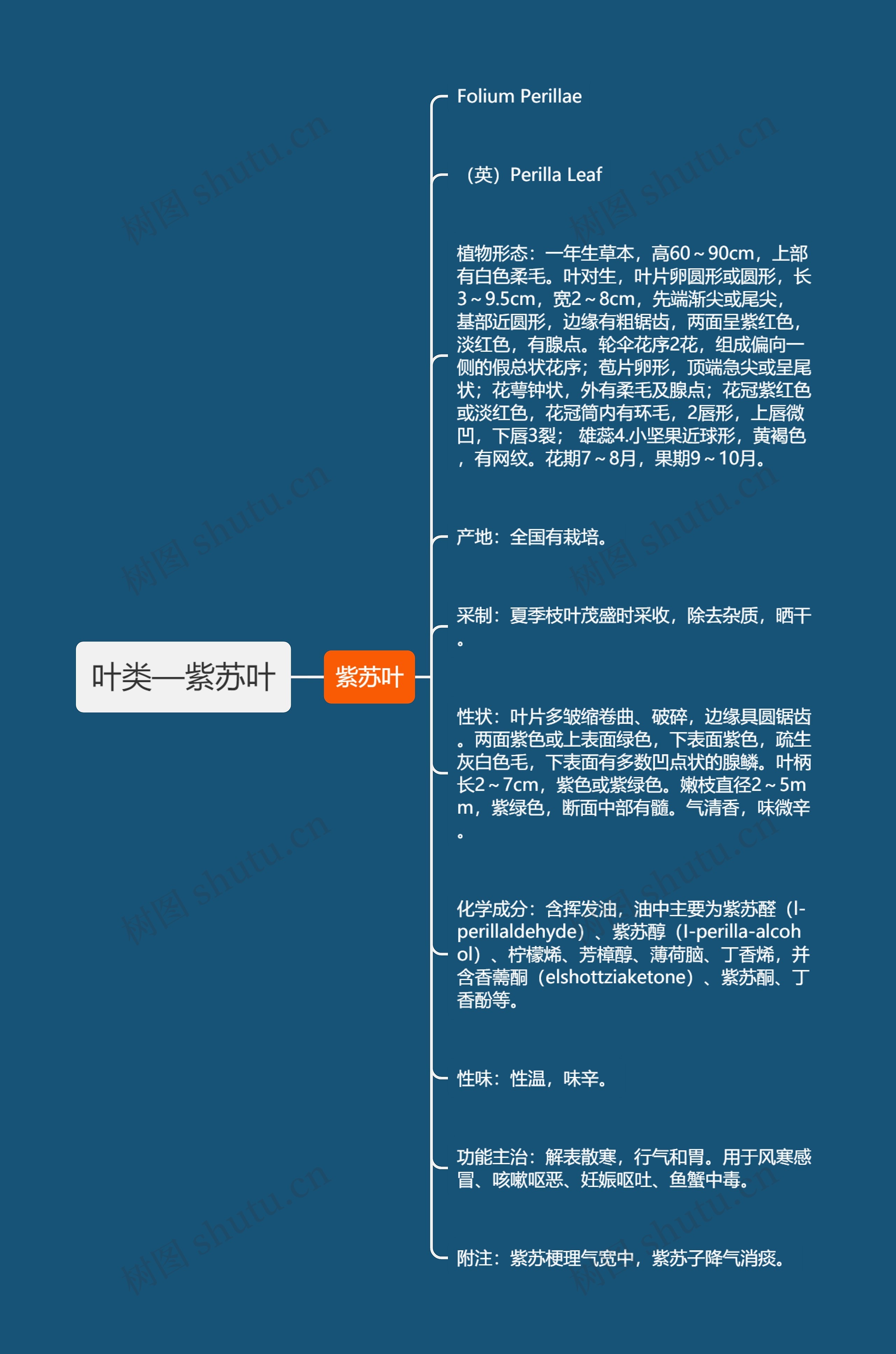 叶类—紫苏叶思维导图