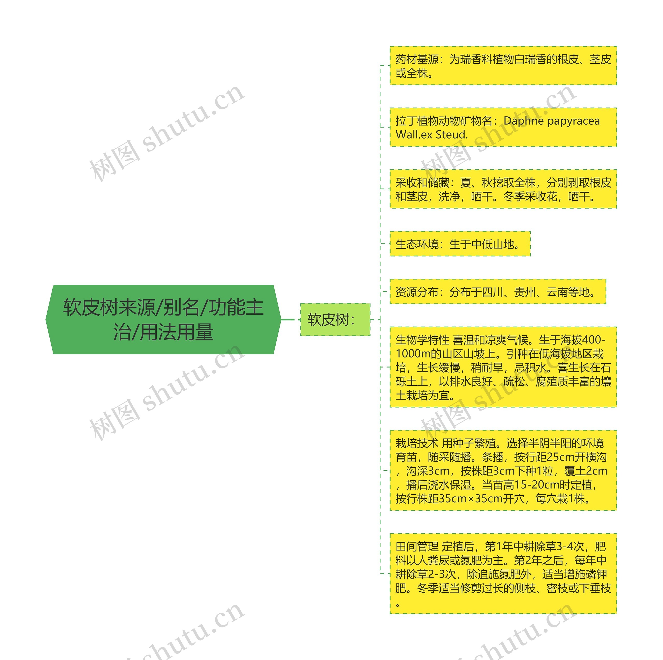 软皮树来源/别名/功能主治/用法用量思维导图