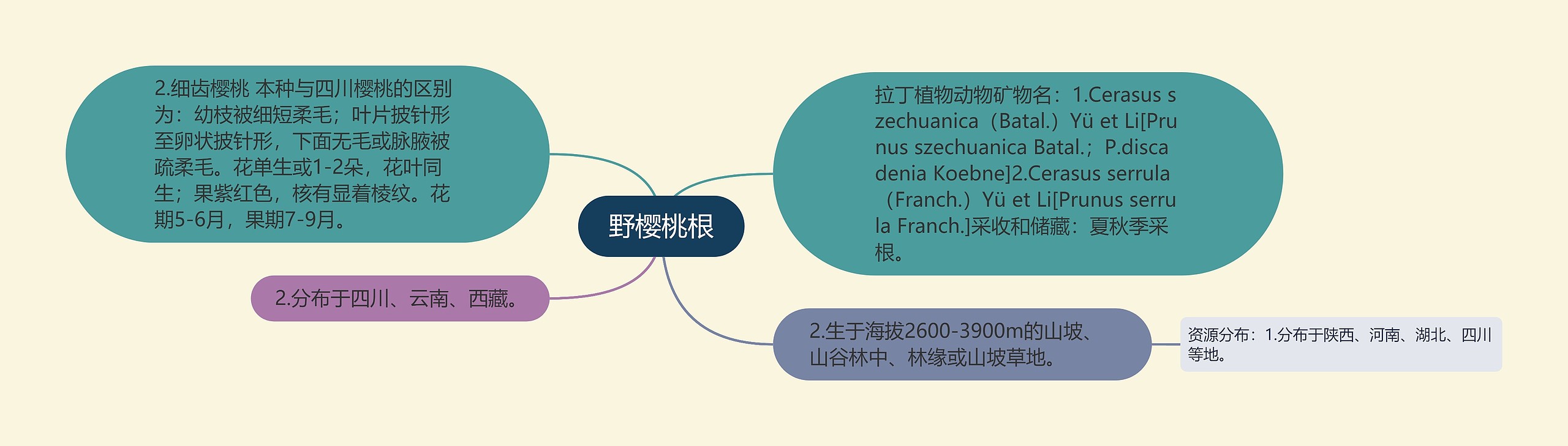 野樱桃根思维导图