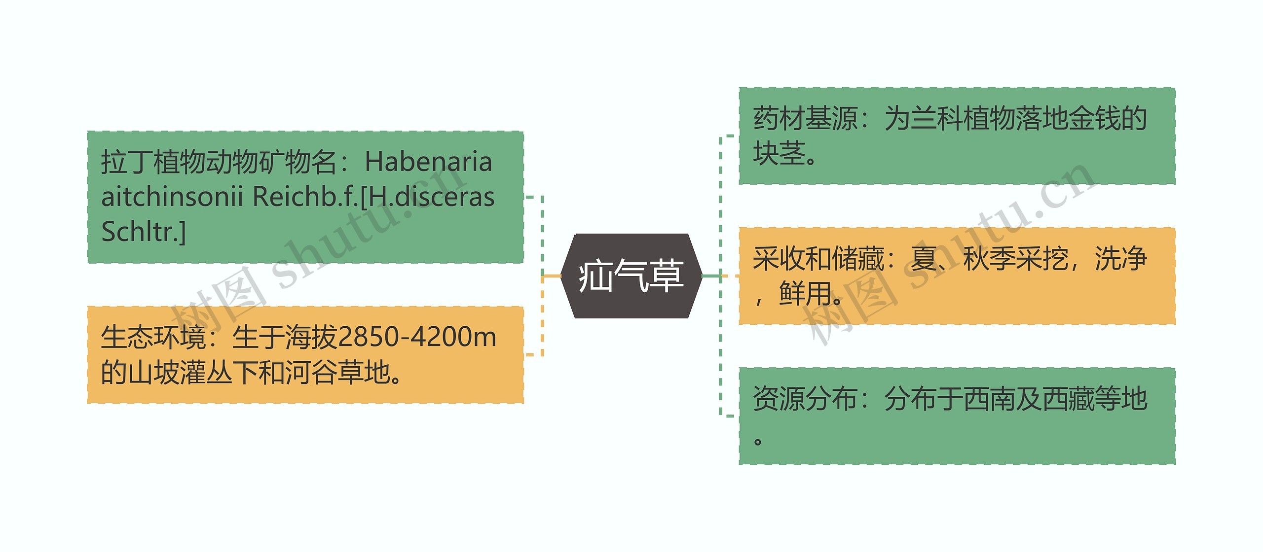 疝气草思维导图